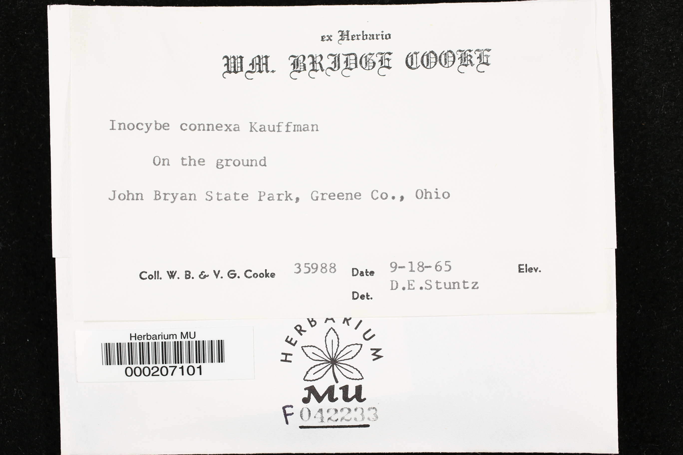 Inocybe connexa image