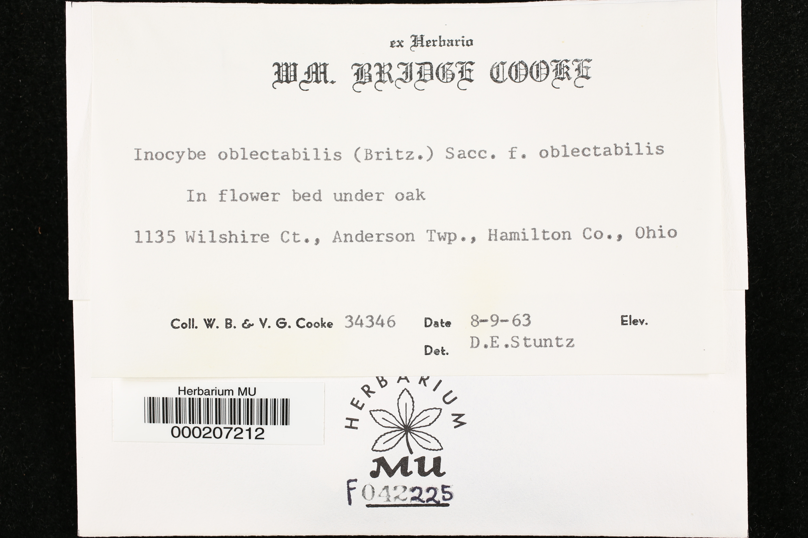 Inocybe oblectabilis image