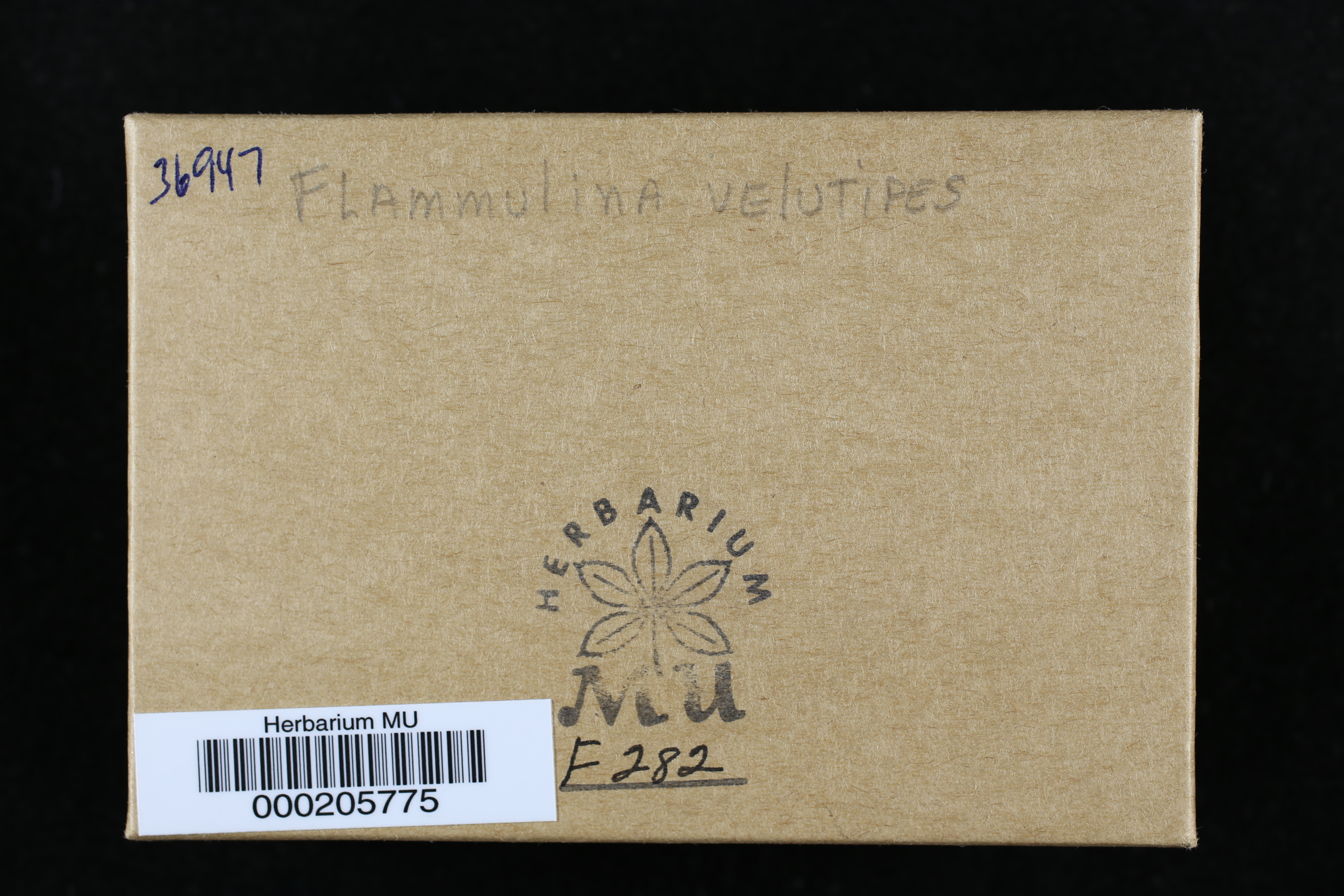 Phylloporus veluticeps image