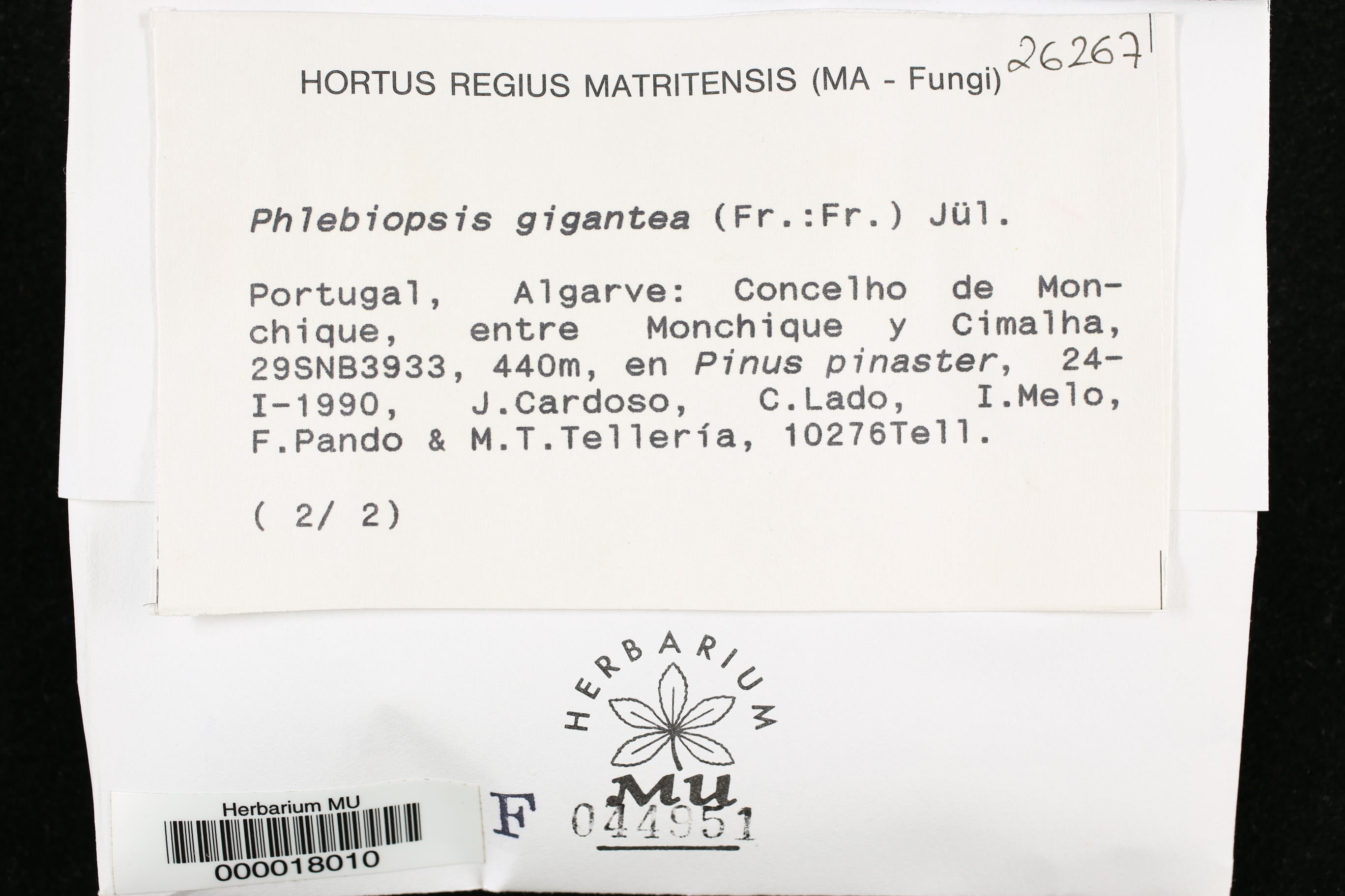 Phlebiopsis image