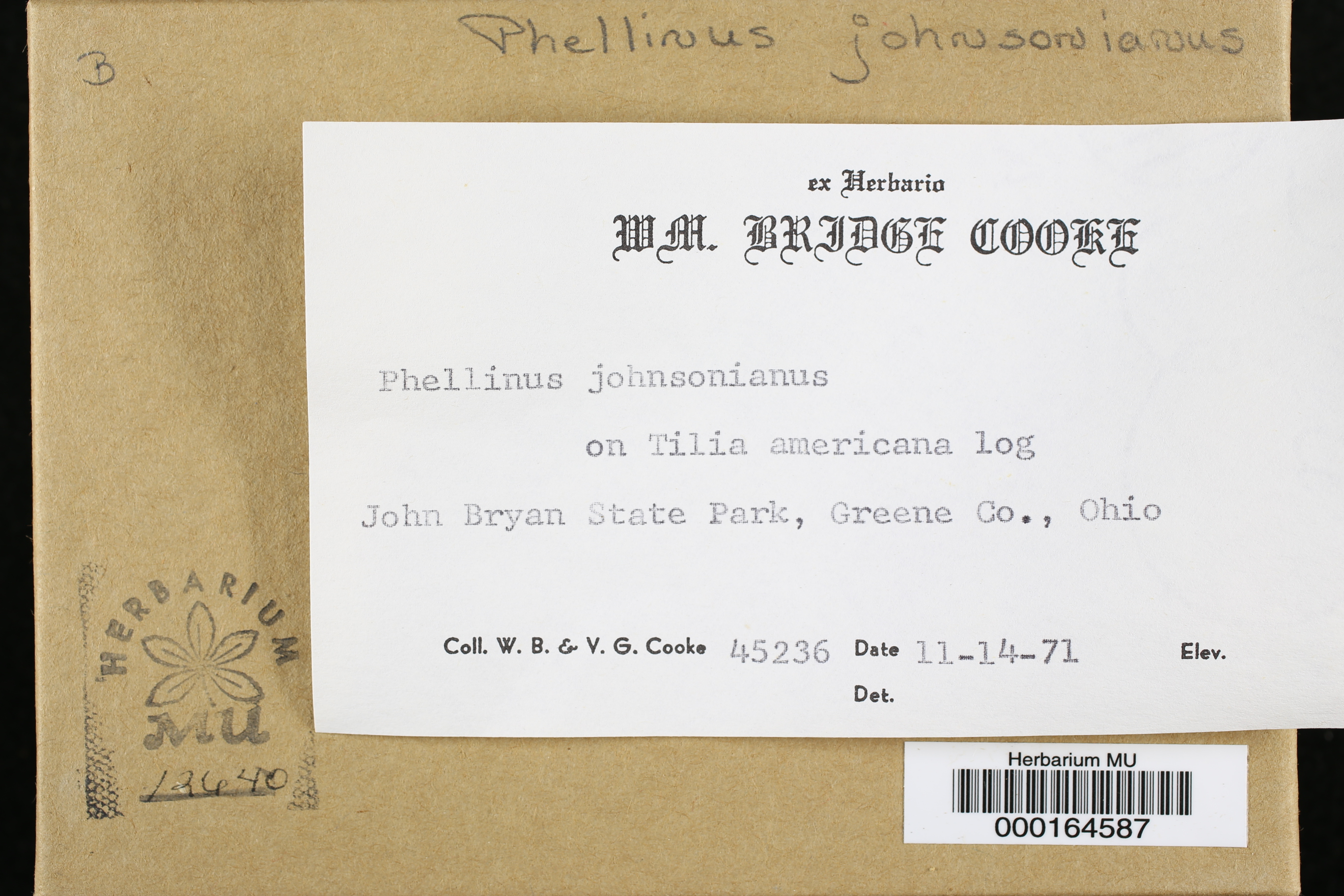 Phellinus johnsonianus image