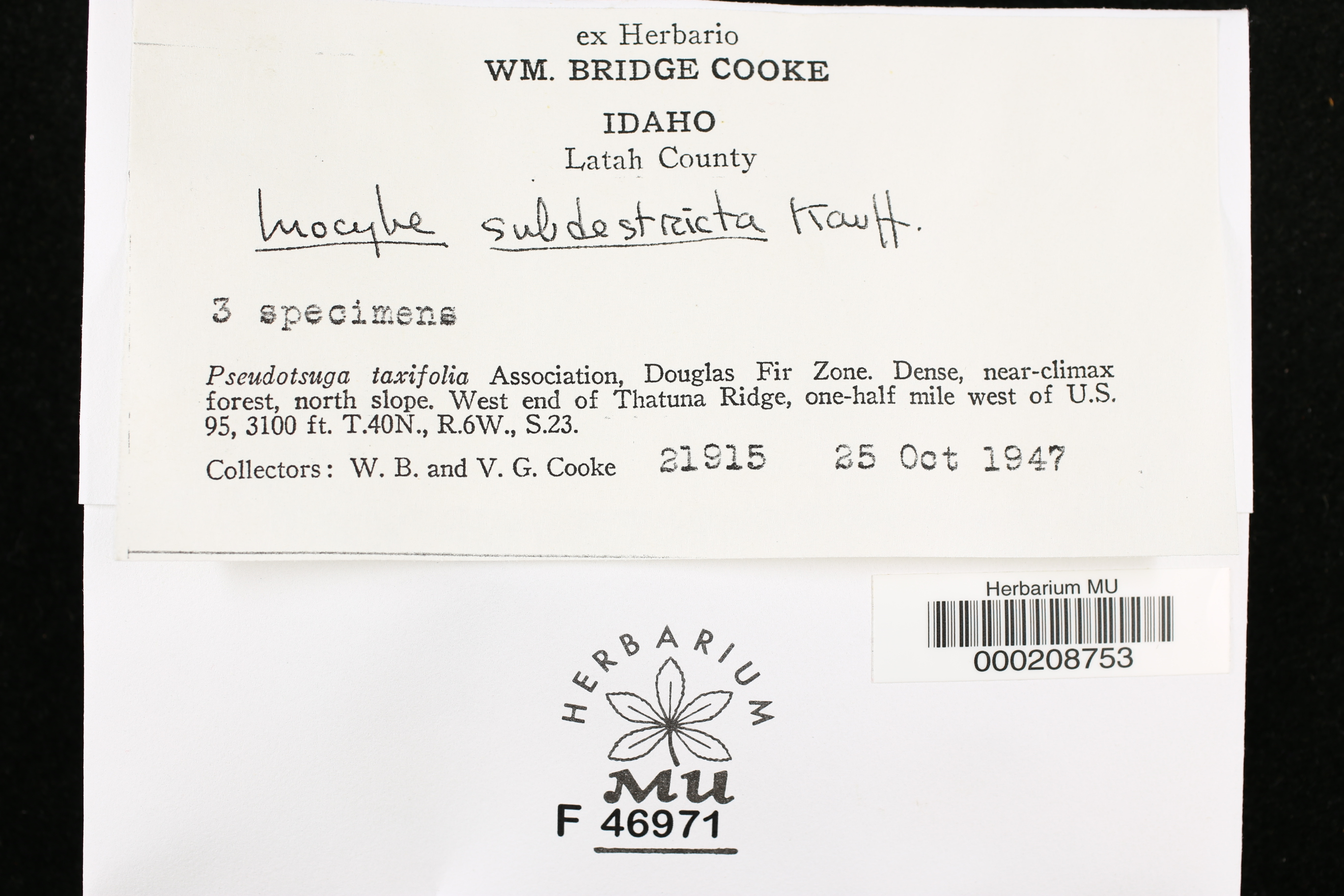 Inocybe subdestricta image