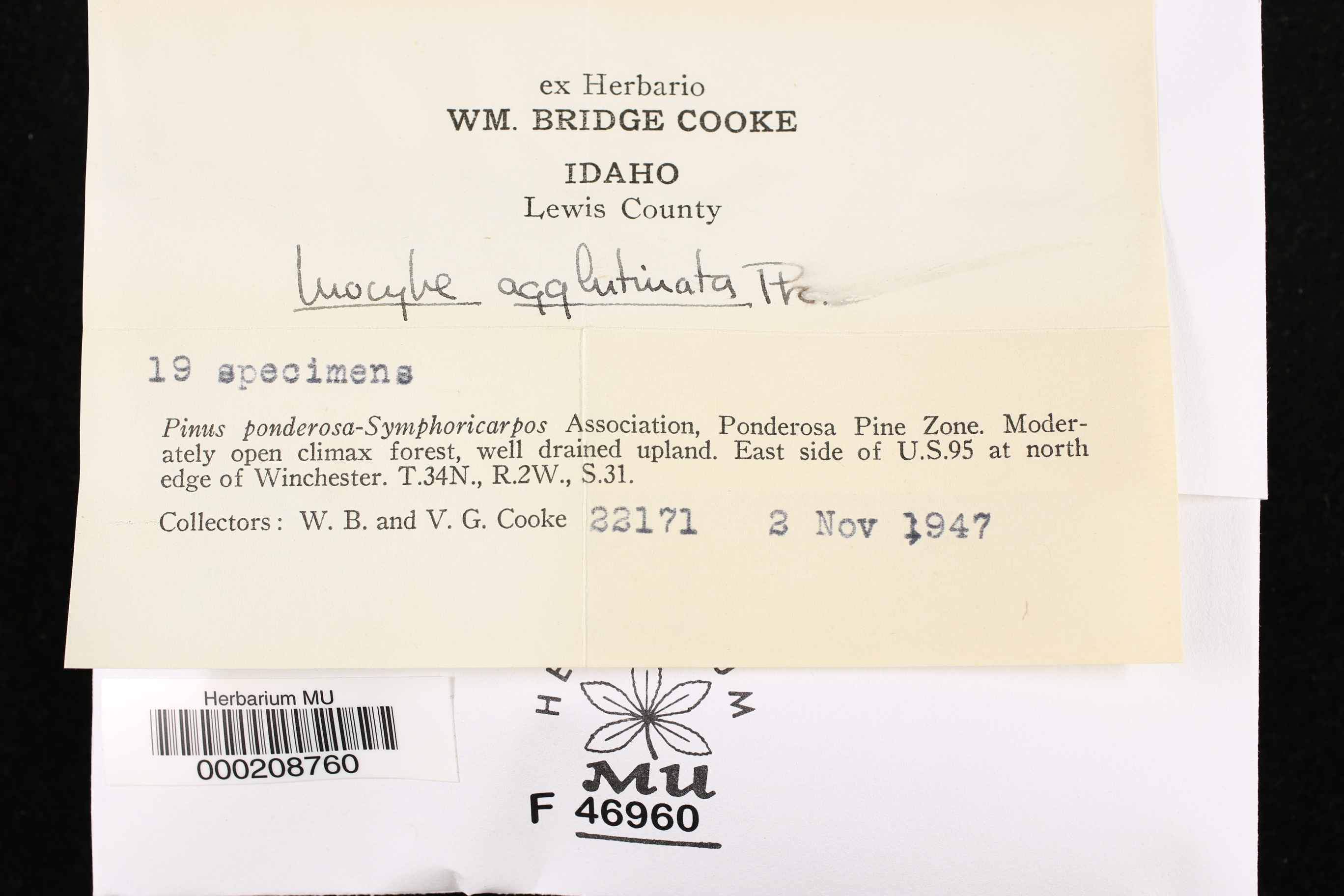 Inocybe agglutinata image