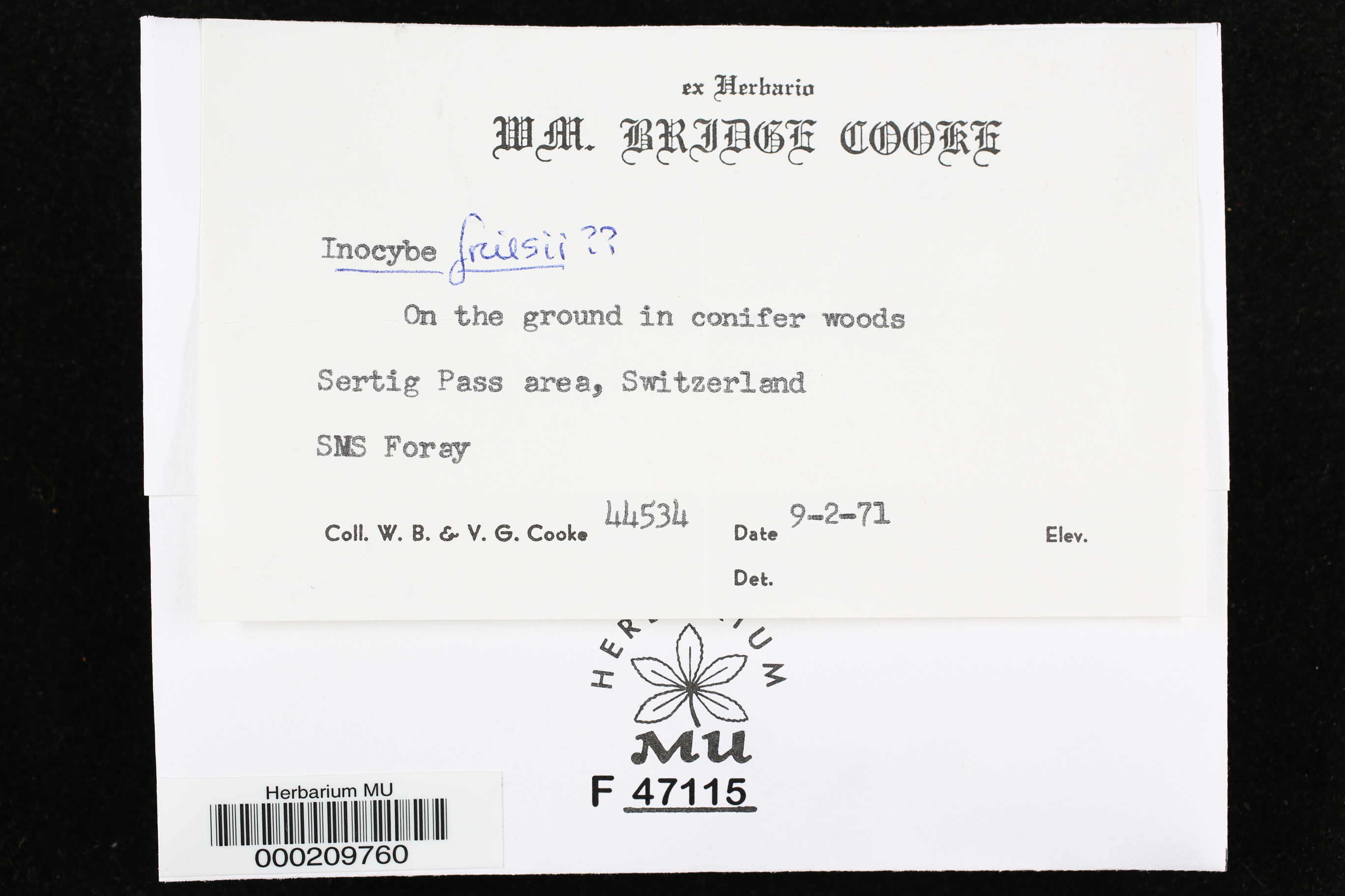 Inocybe nitidiuscula f. nitidiuscula image
