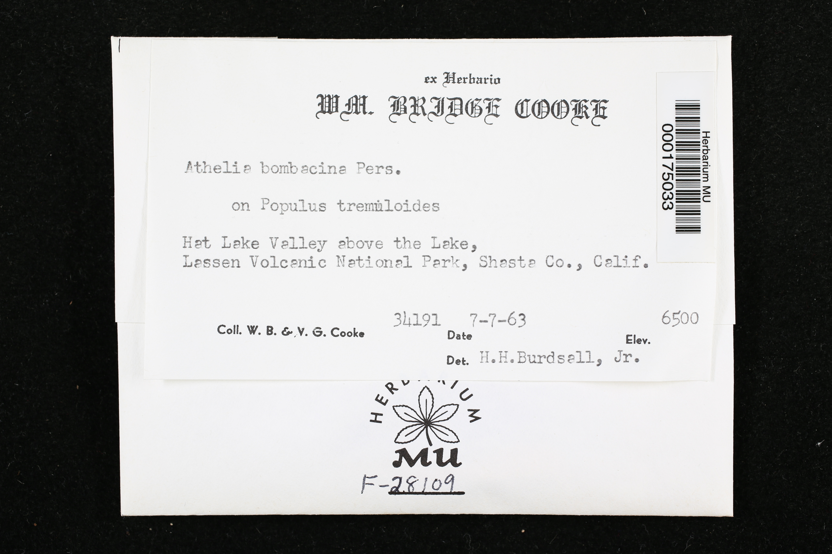 Athelia bombacina image