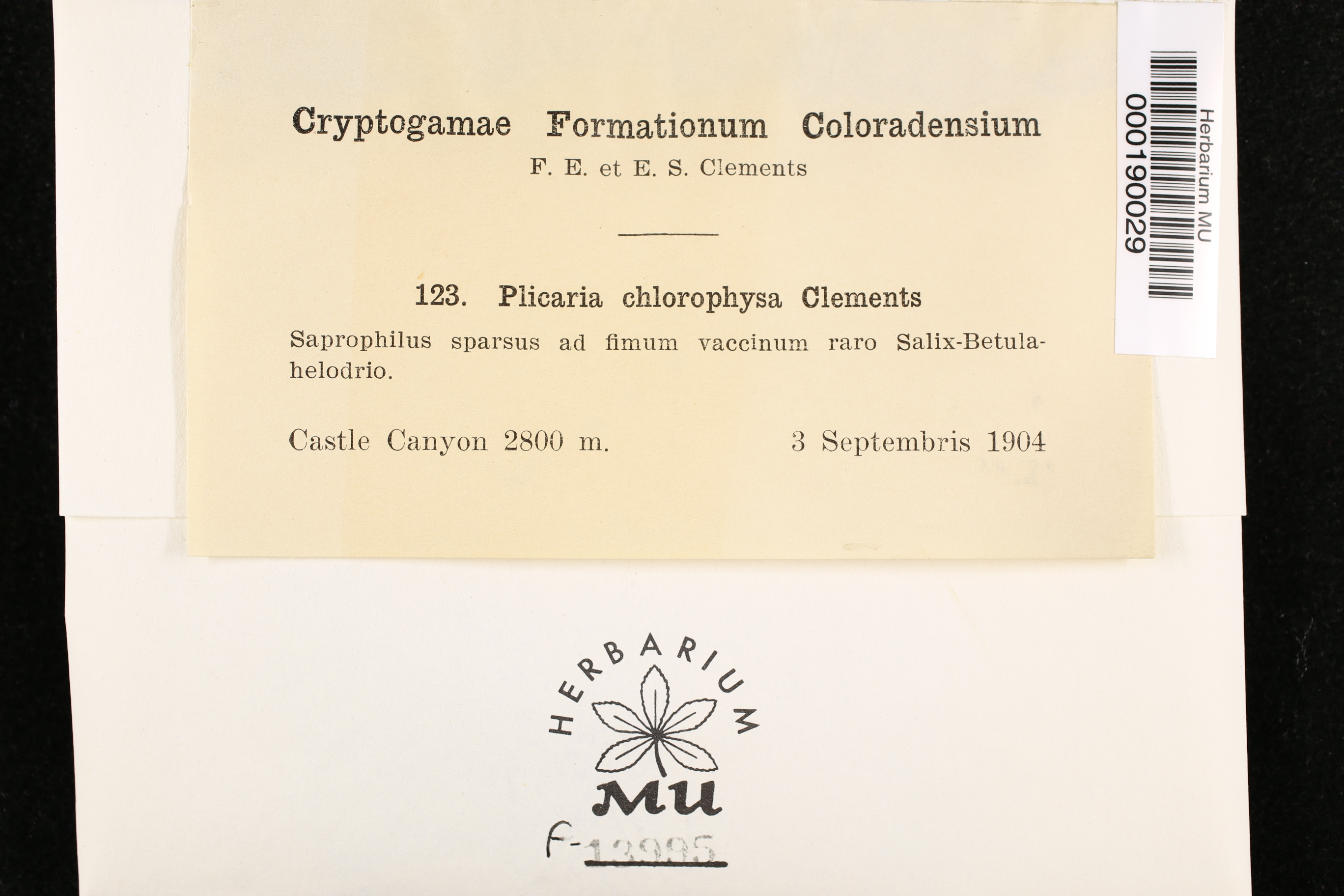 Plicaria chlorophysa image