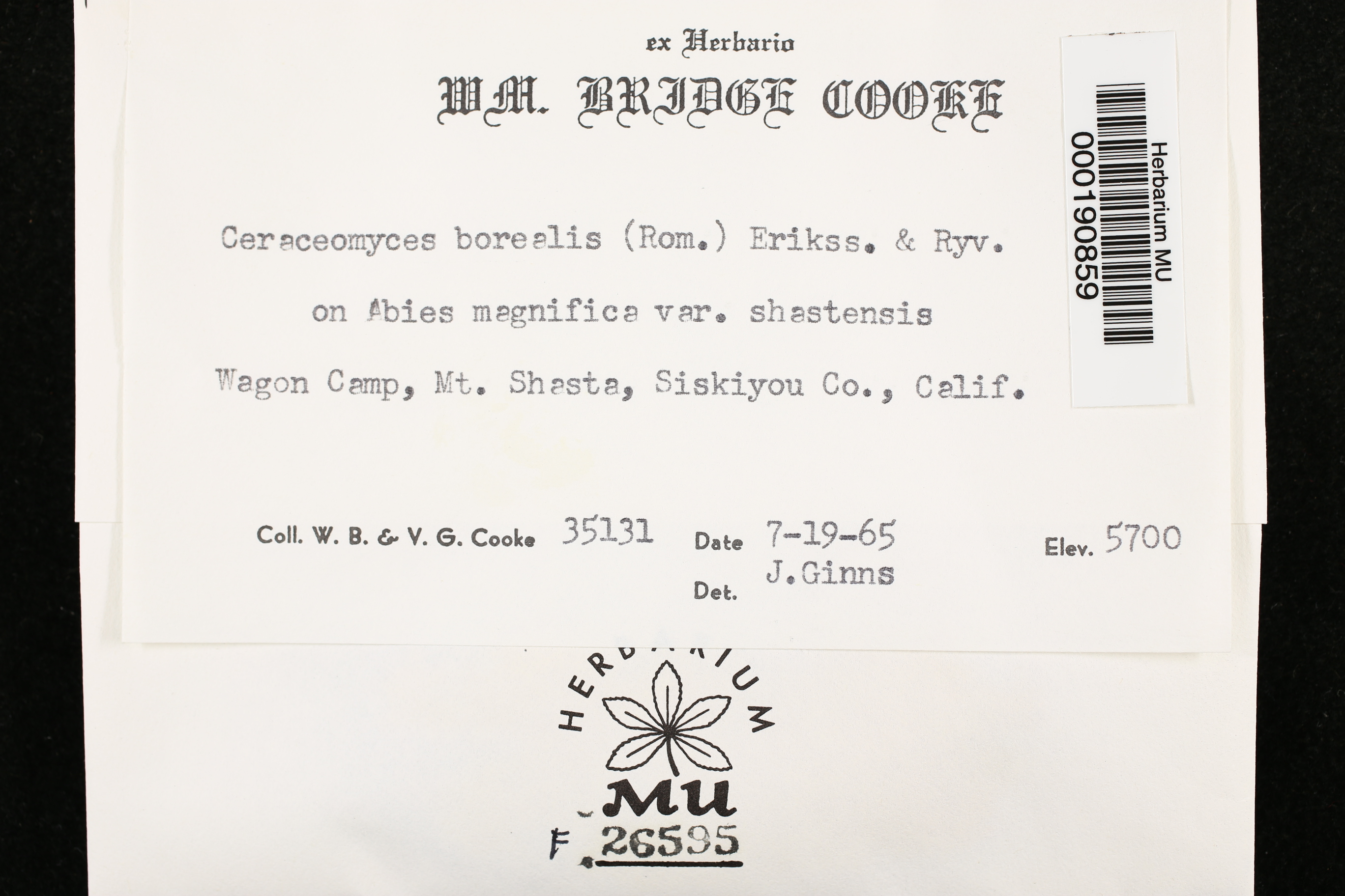 Ceraceomyces borealis image