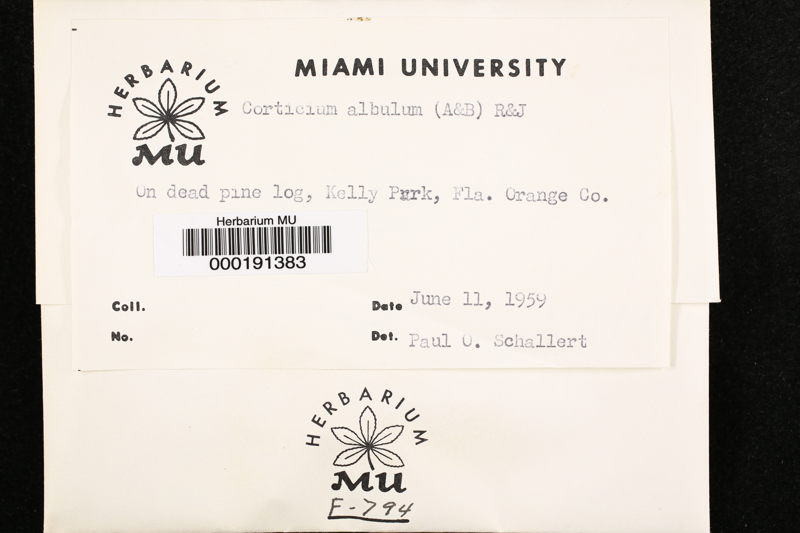 Corticium albulum image