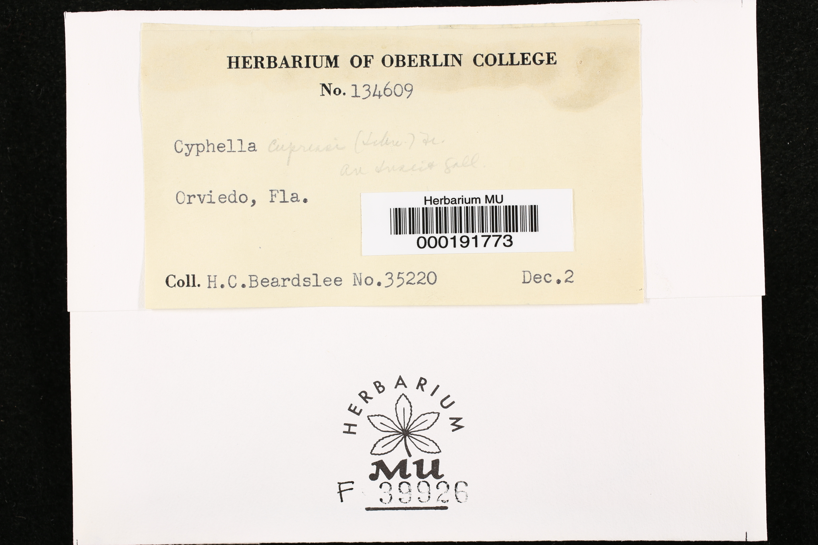 Cyphella cupressi image