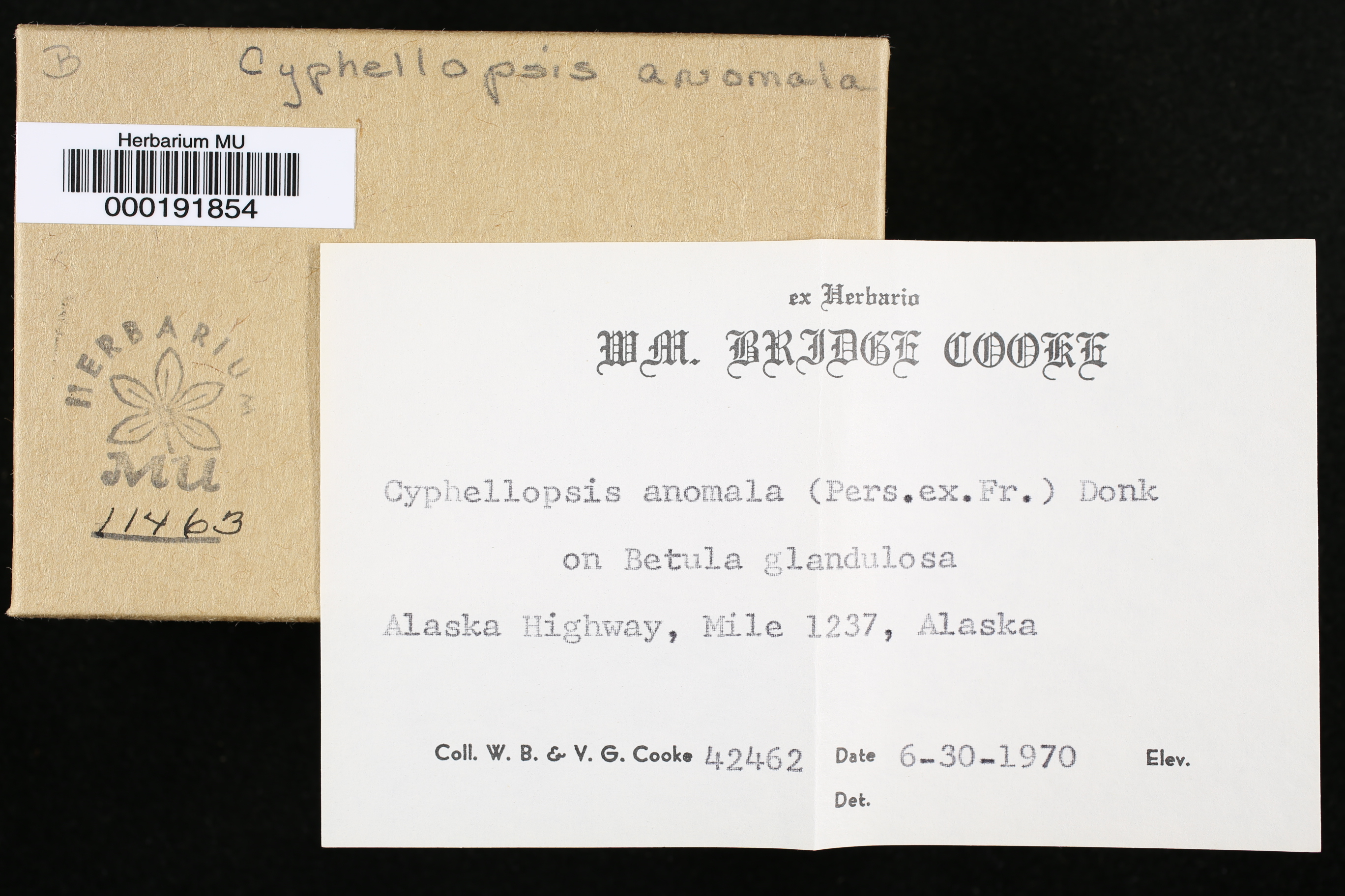 Cyphellopsis anomala image
