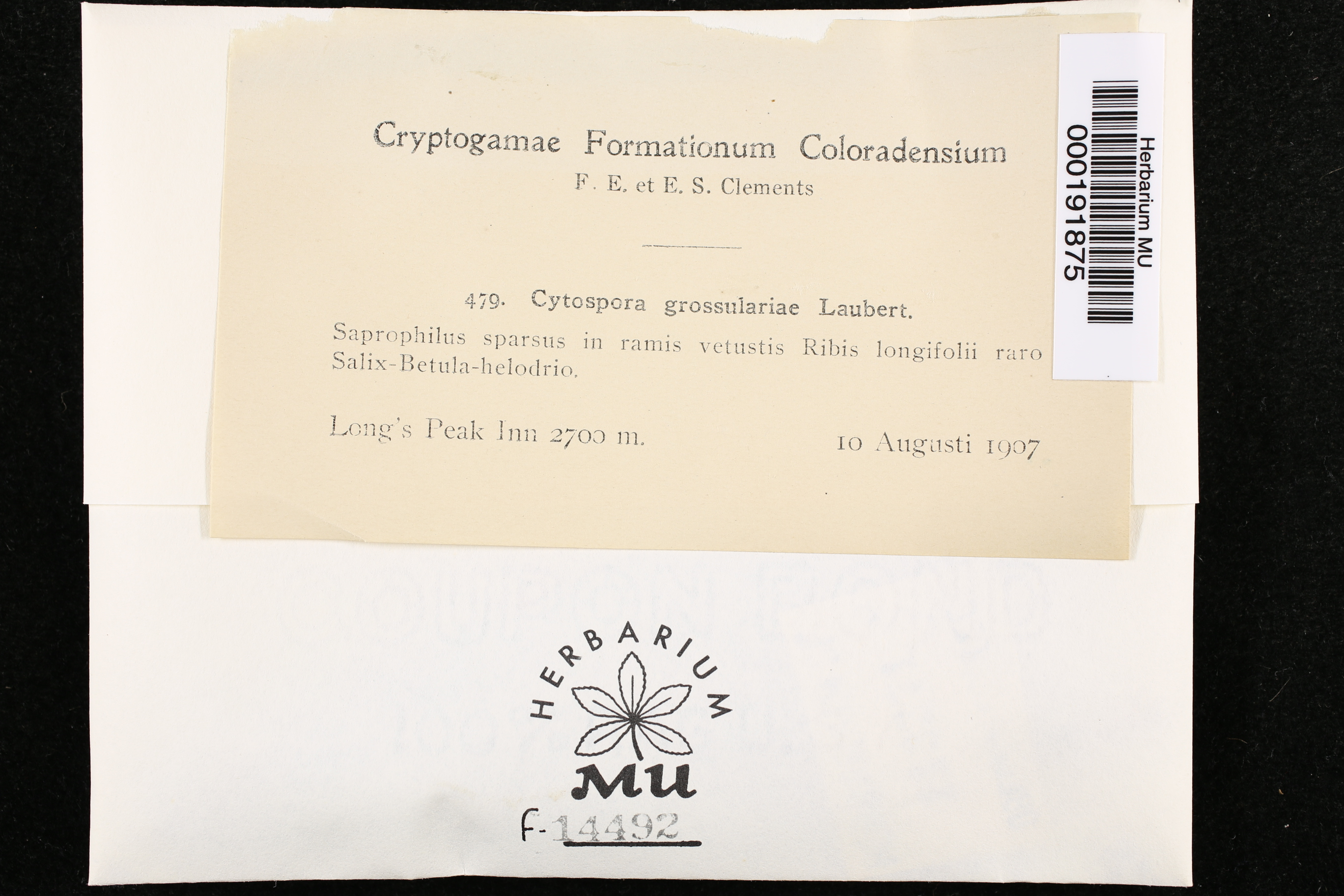 Cytospora grossulariae image