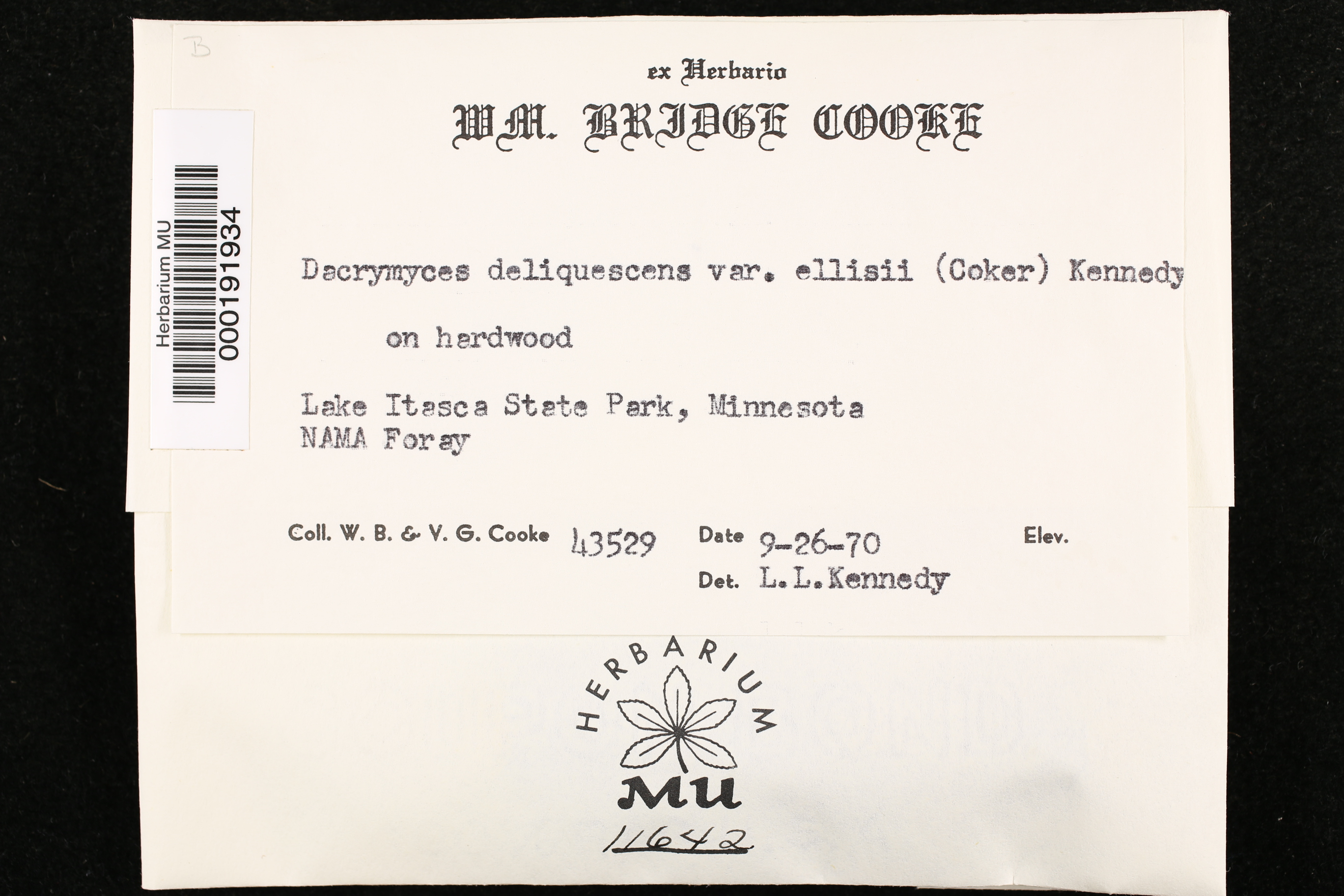Dacrymyces deliquescens f. deliquescens image