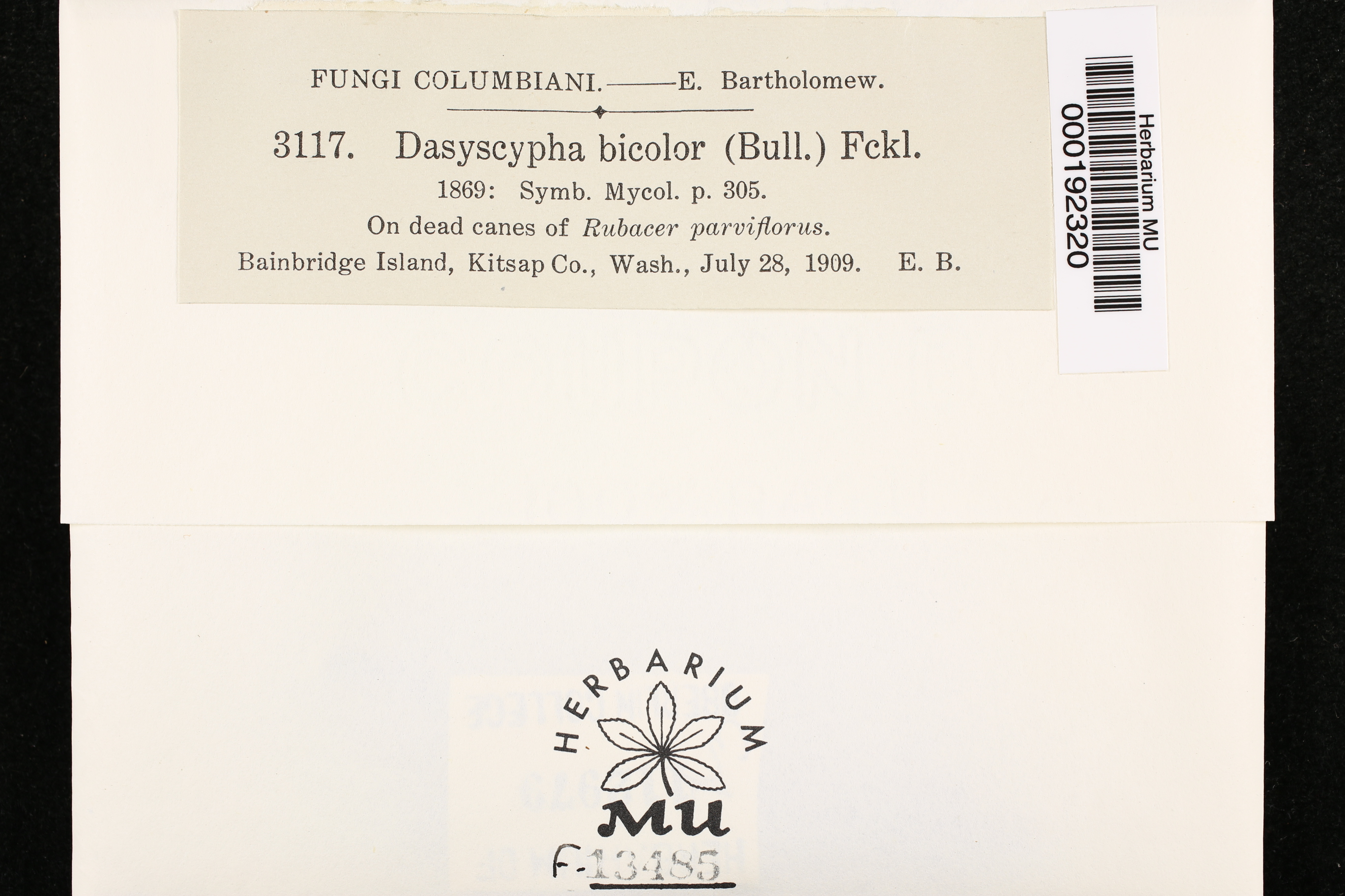Dasyscypha bicolor image