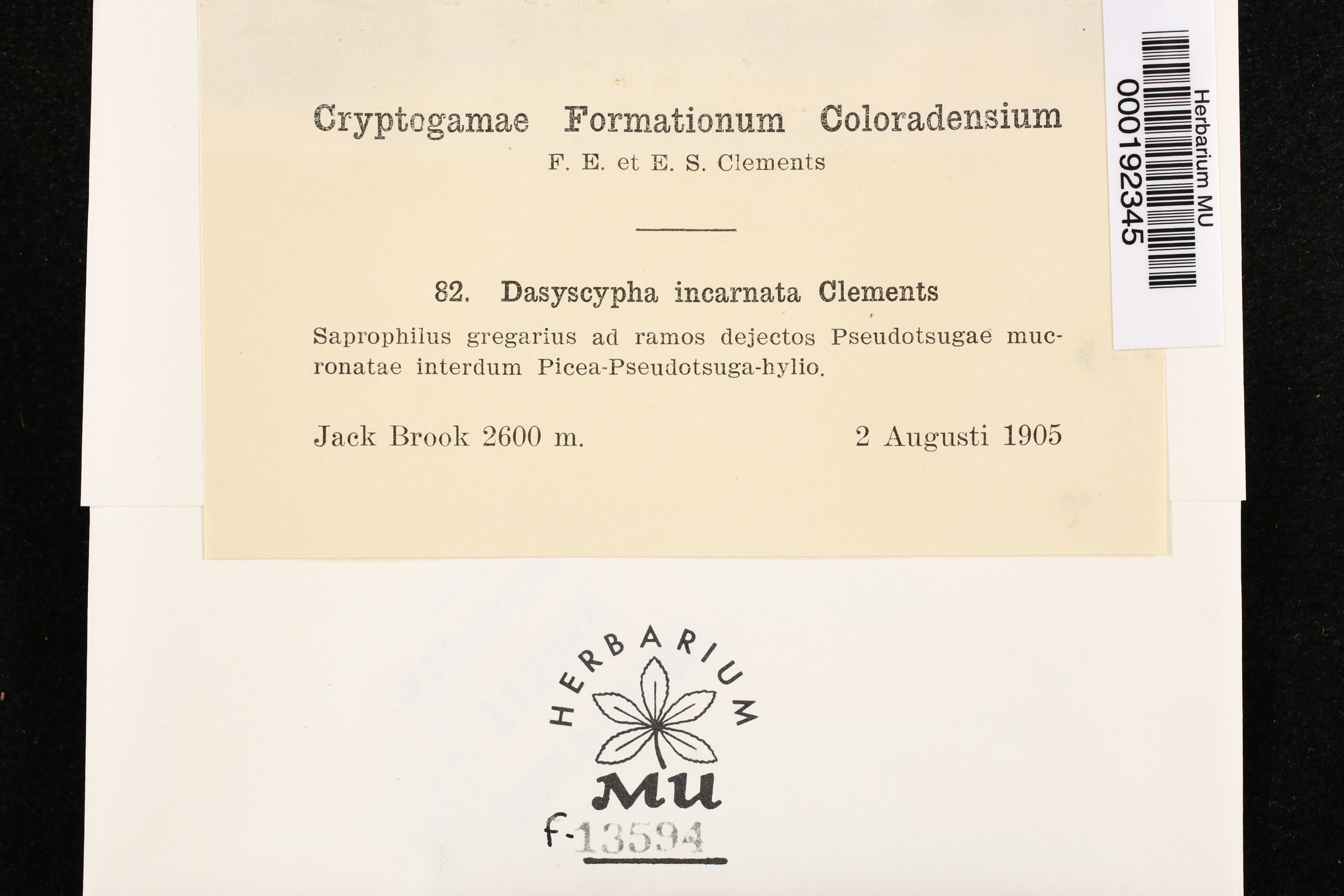 Dasyscypha incarnatus image