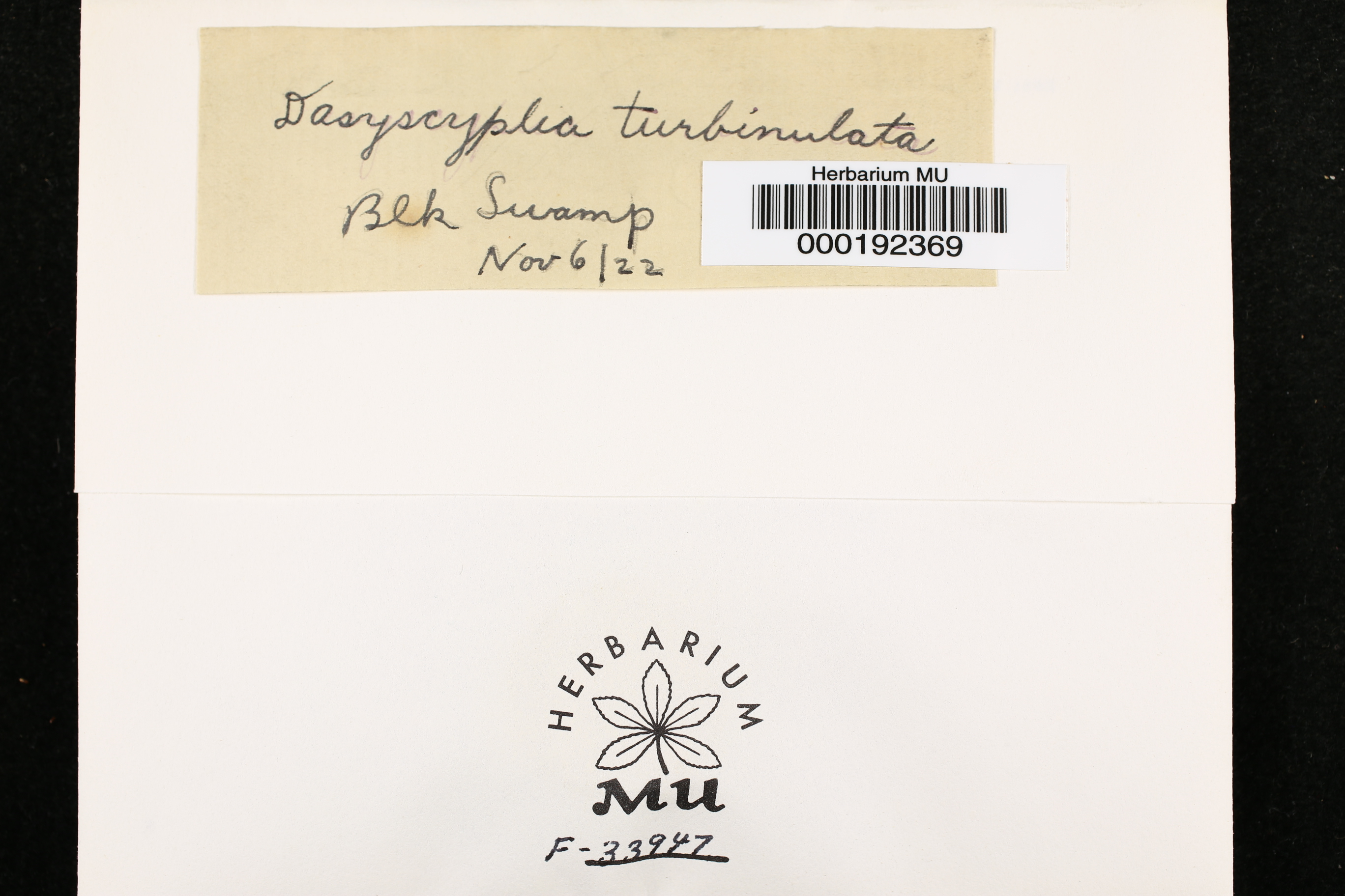 Dasyscypha turbinulatus image