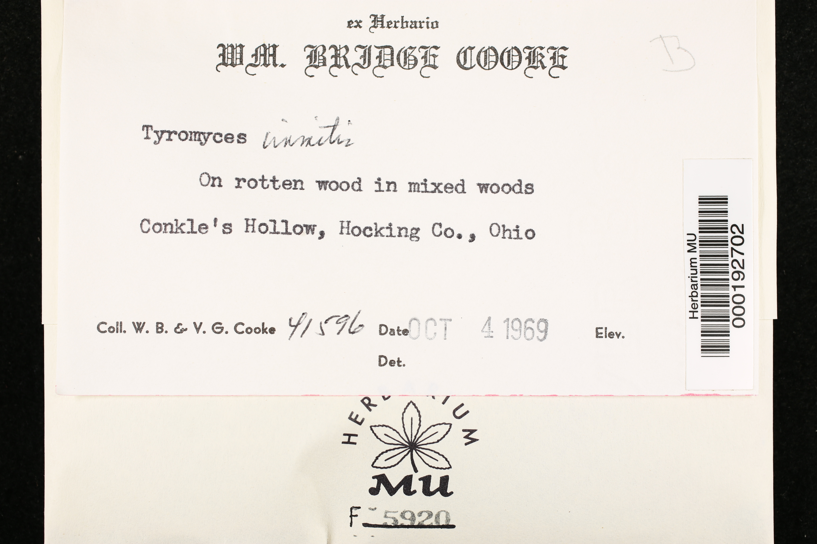Tyromyces immitis image
