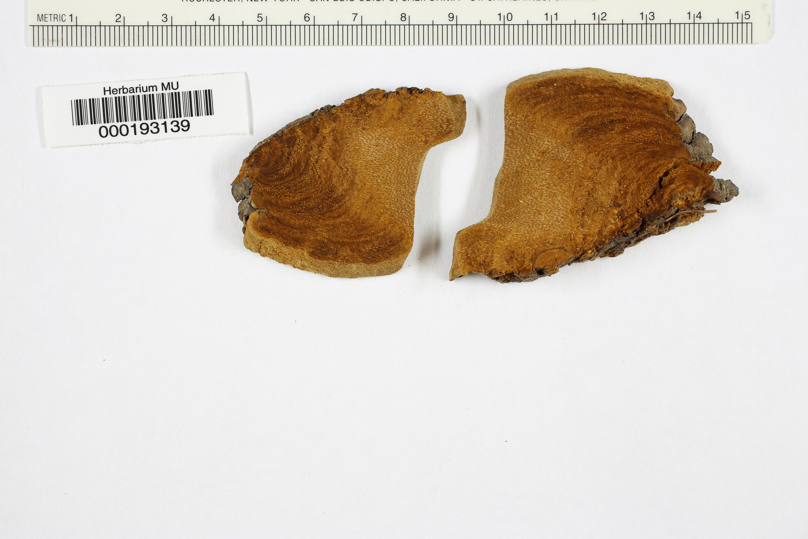 Phellinus hartigii image