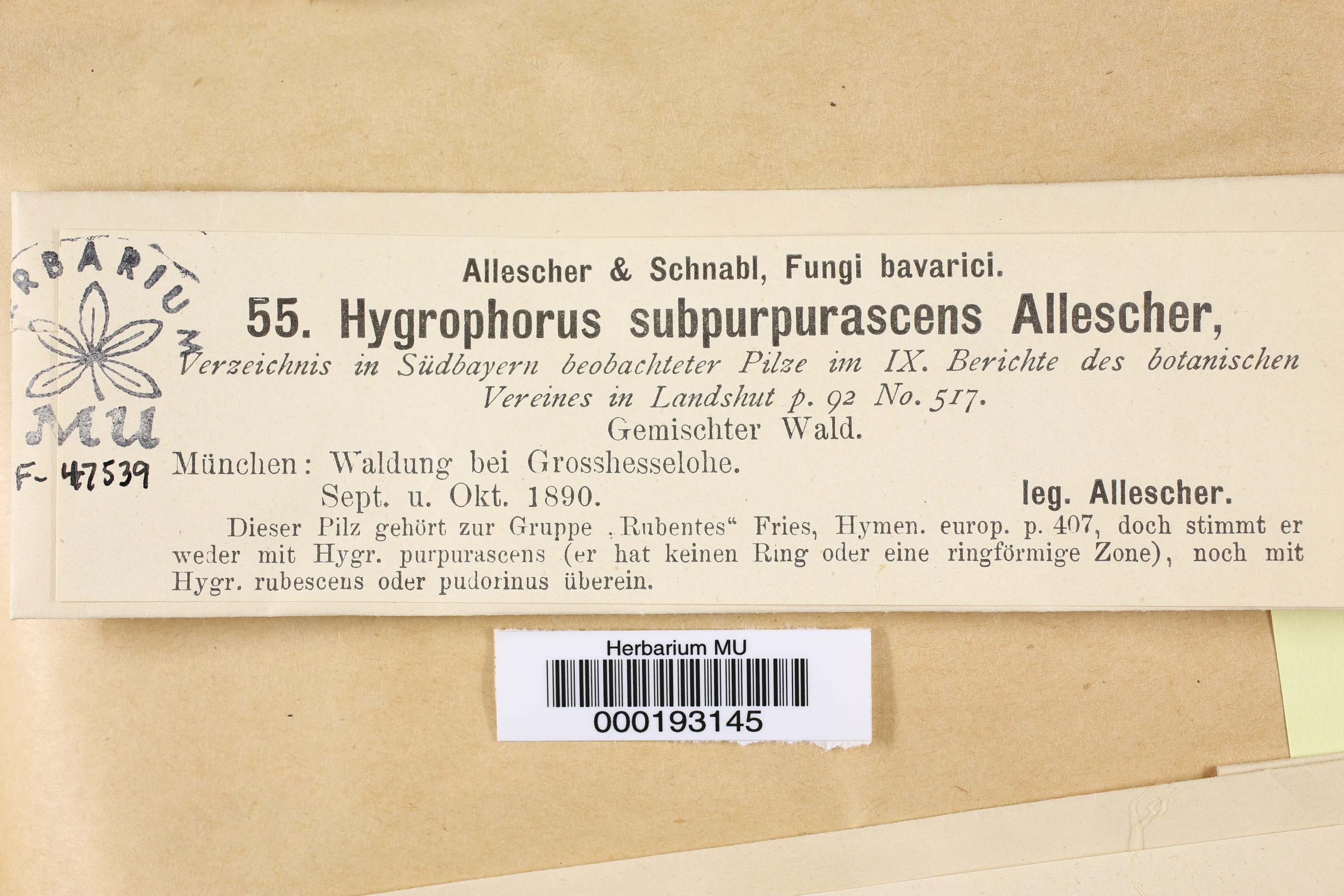 Hygrophorus subpurpurascens image