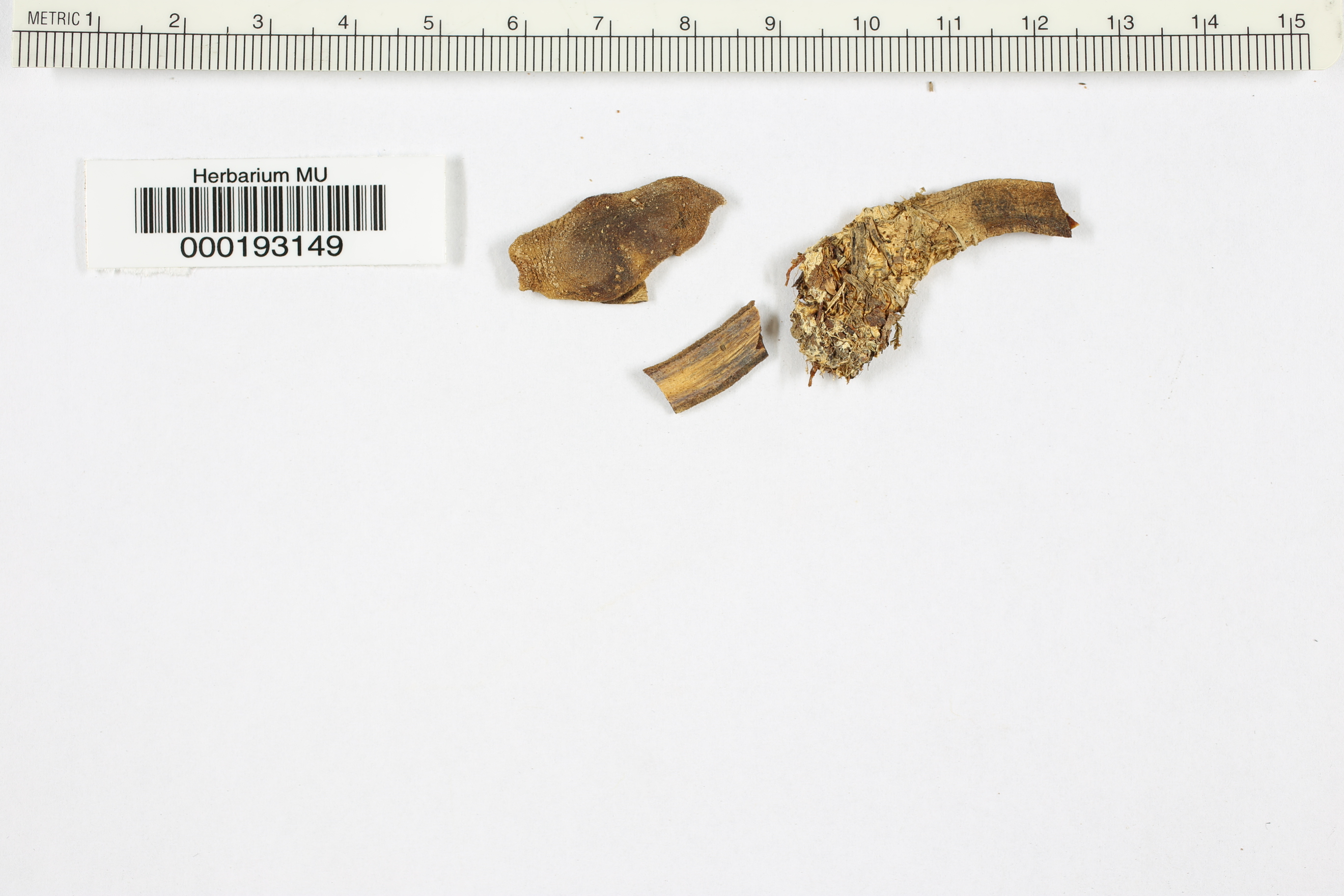 Agaricus albus image