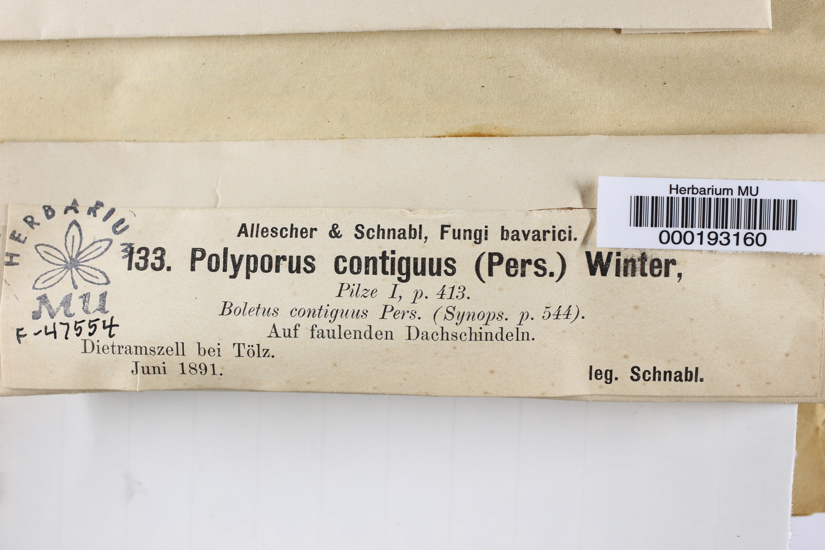 Fuscoporia contigua image