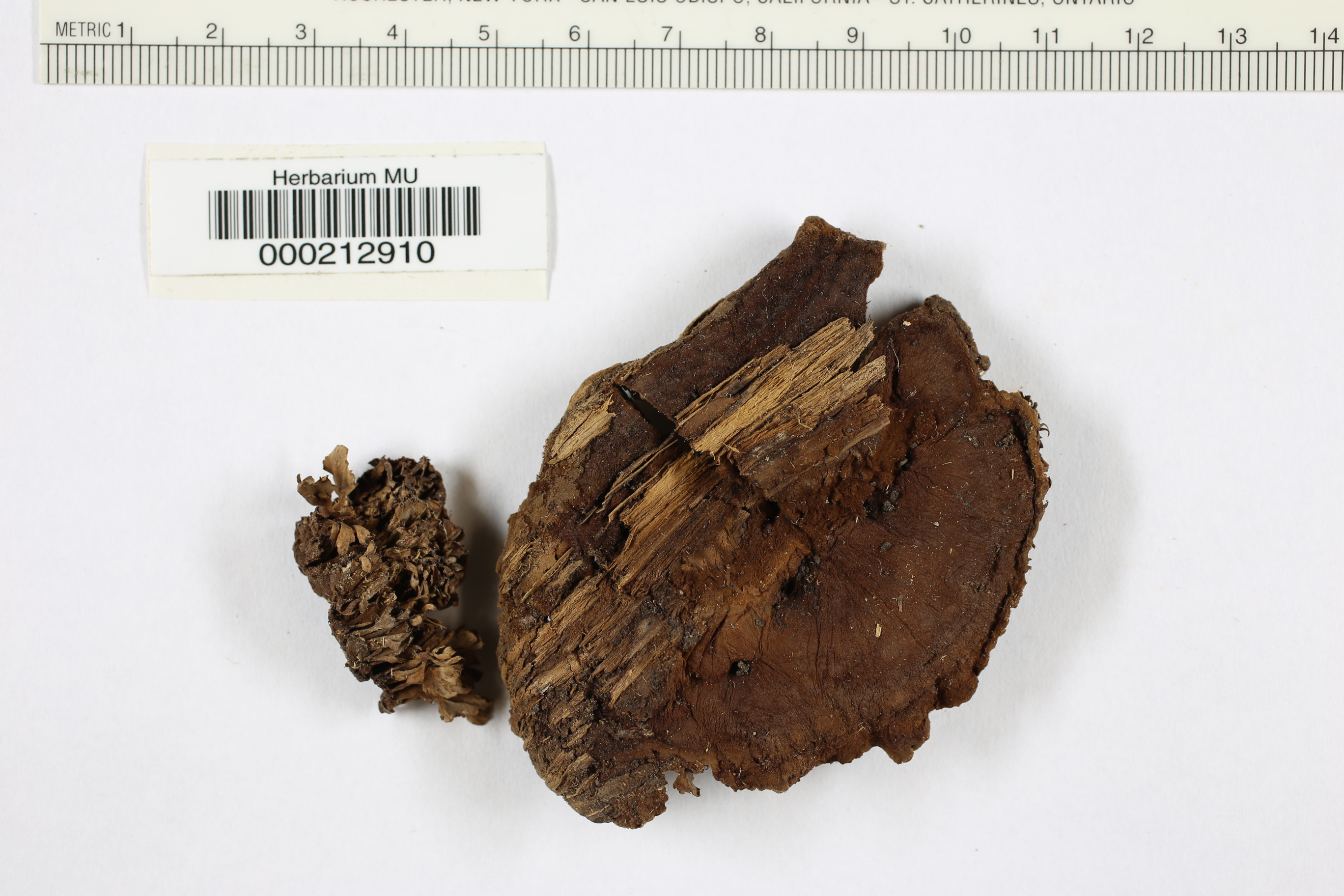 Lenzites abietina f. resupinata image