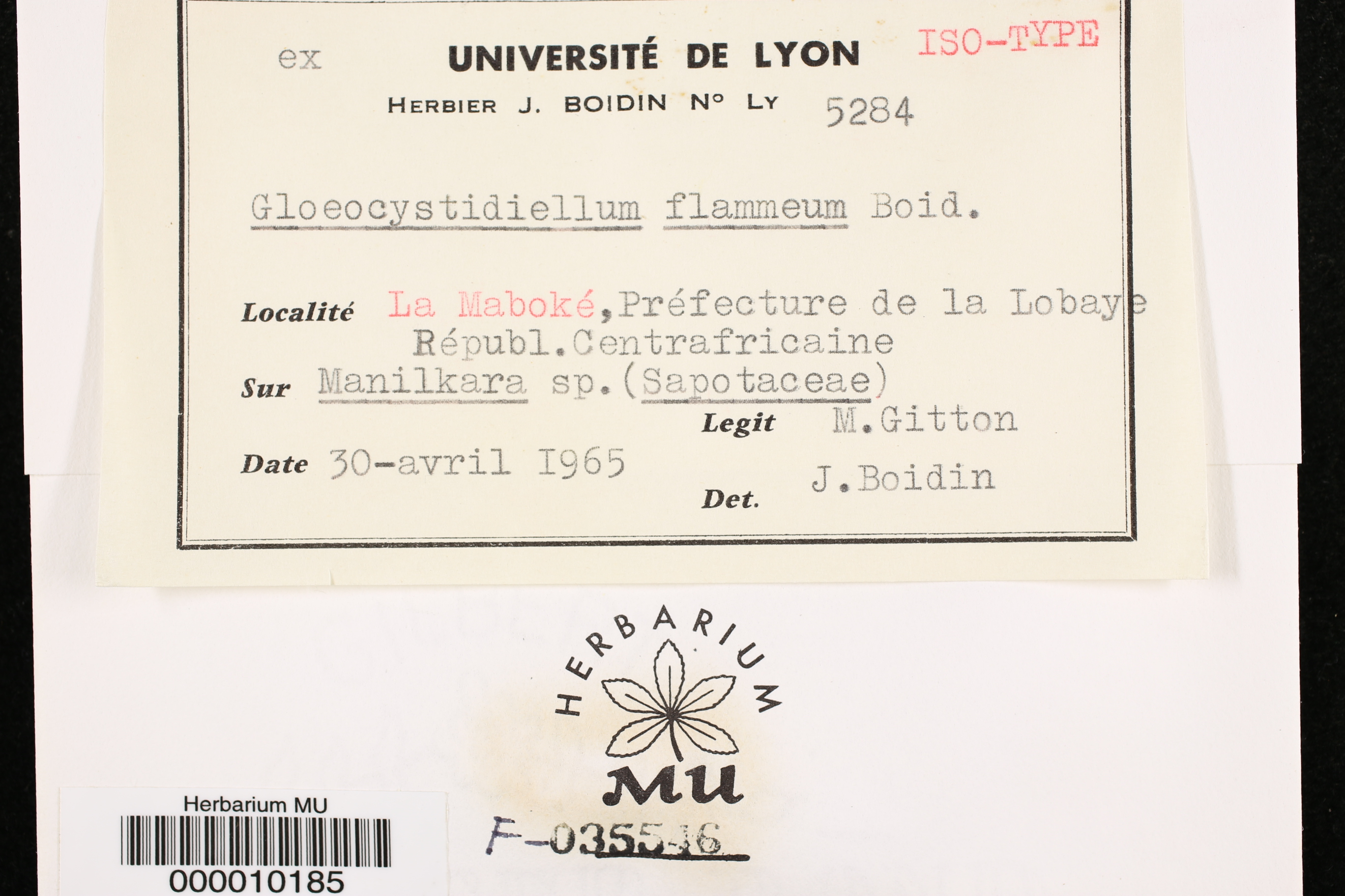 Gloeocystidiellum flammeum image