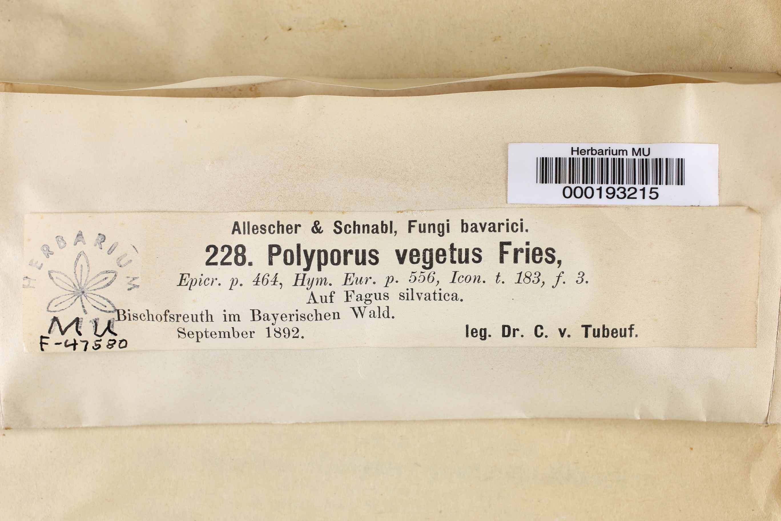 Polyporus vegetus image