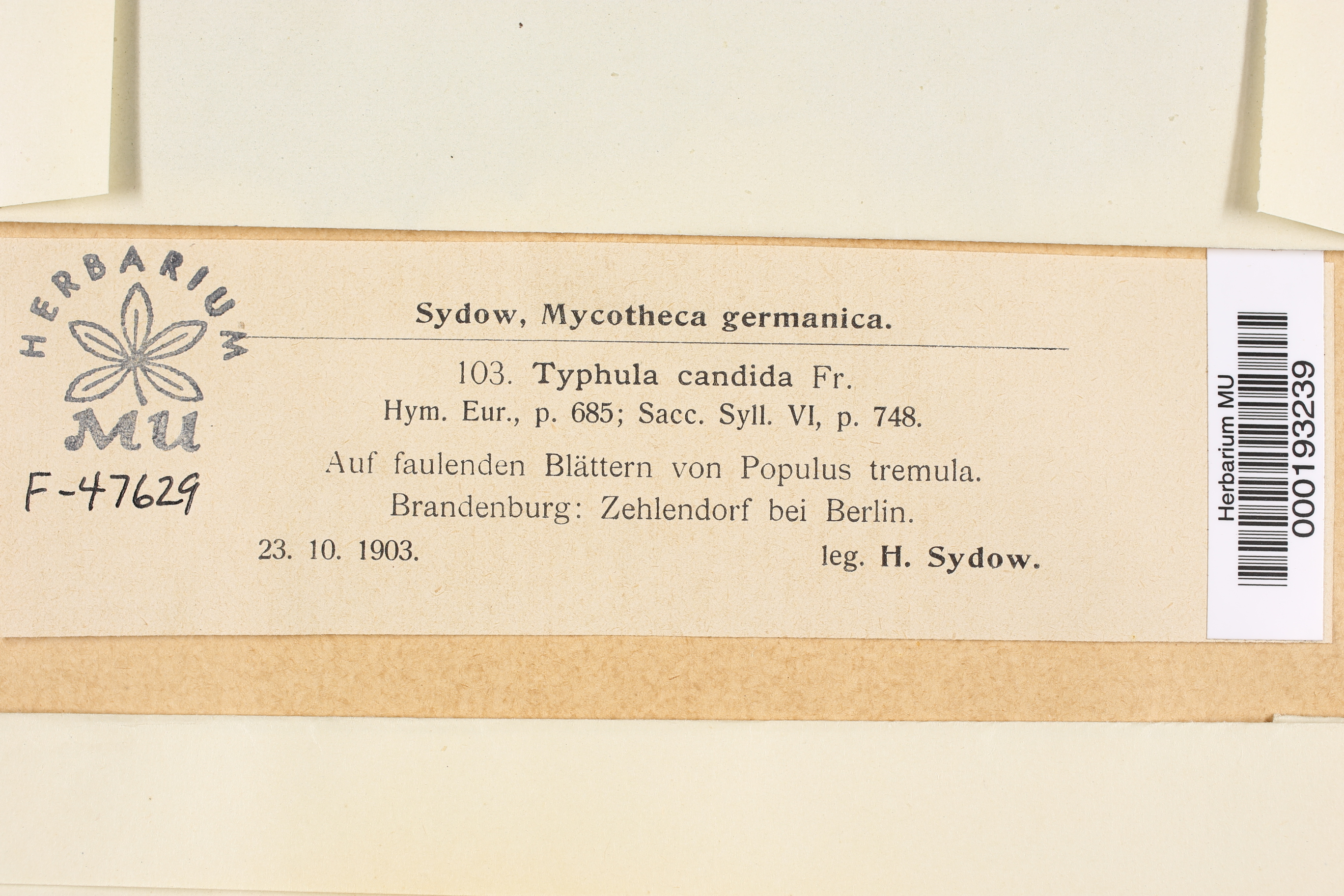 Typhula candida image