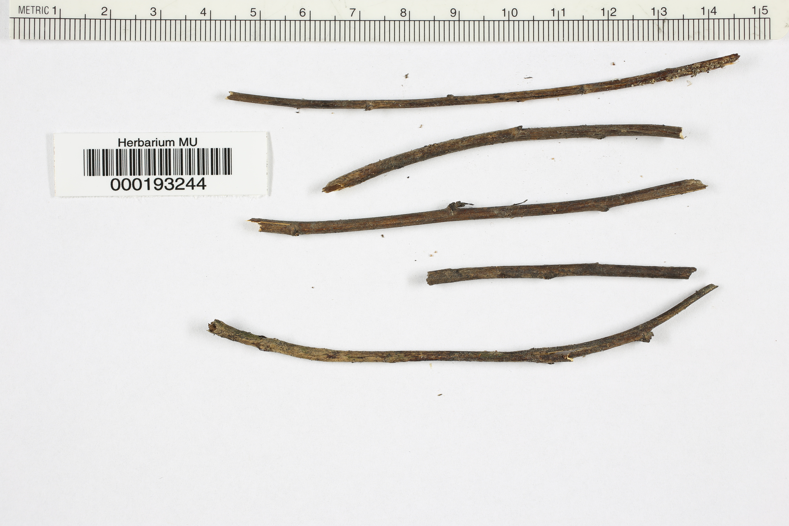 Hymenoscyphus scutula image