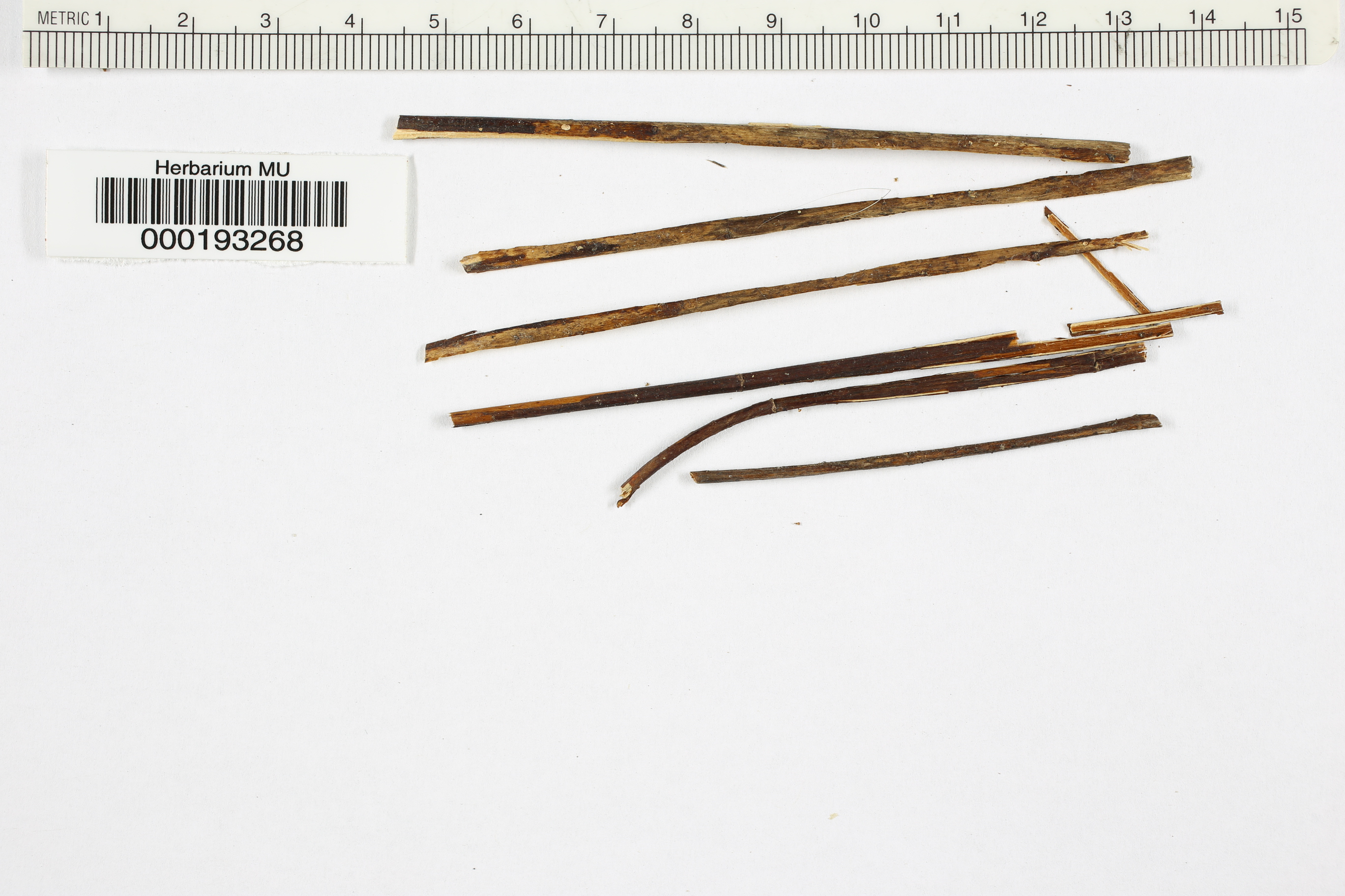 Hymenoscyphus clavatus image
