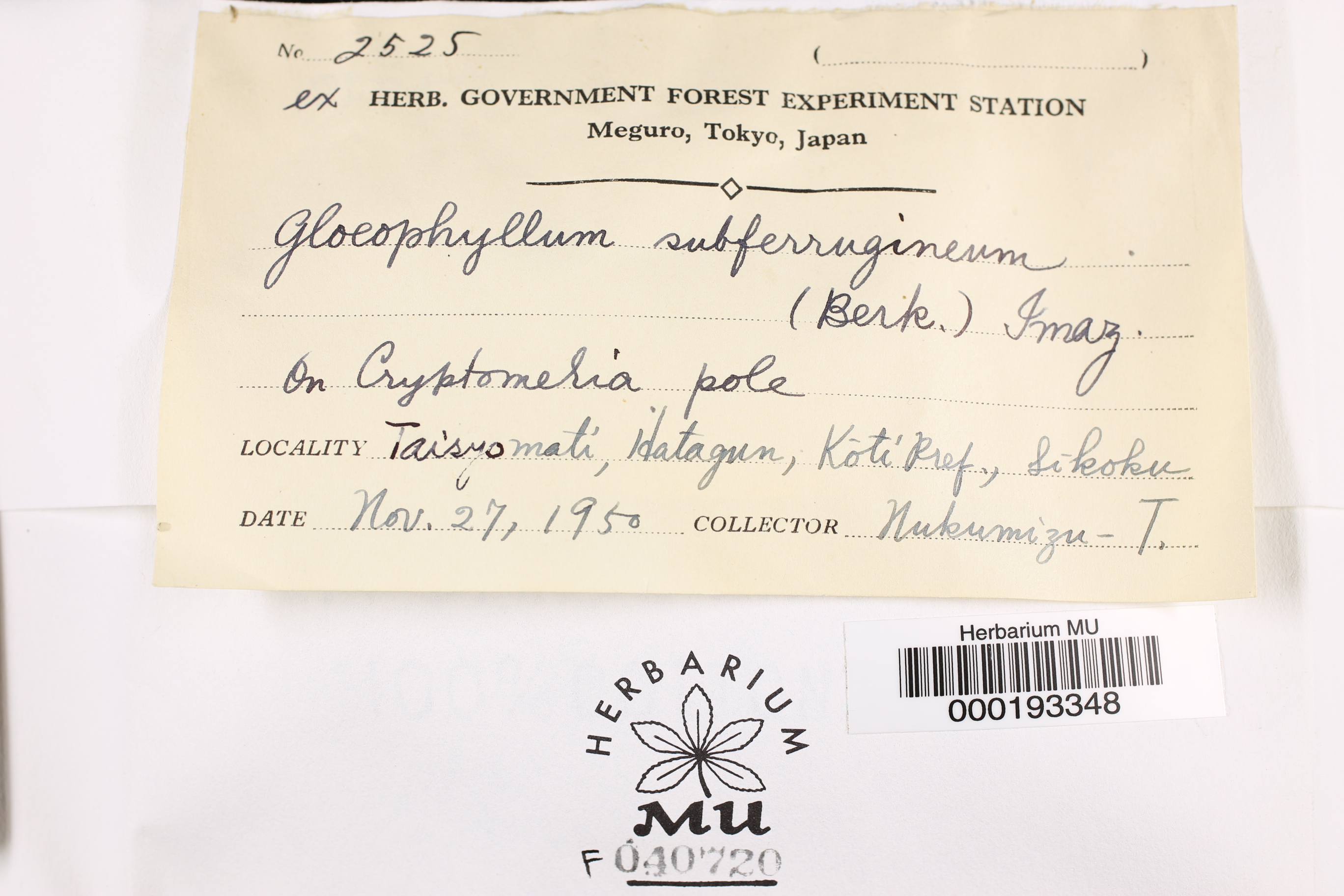 Gloeophyllum subferrugineum image