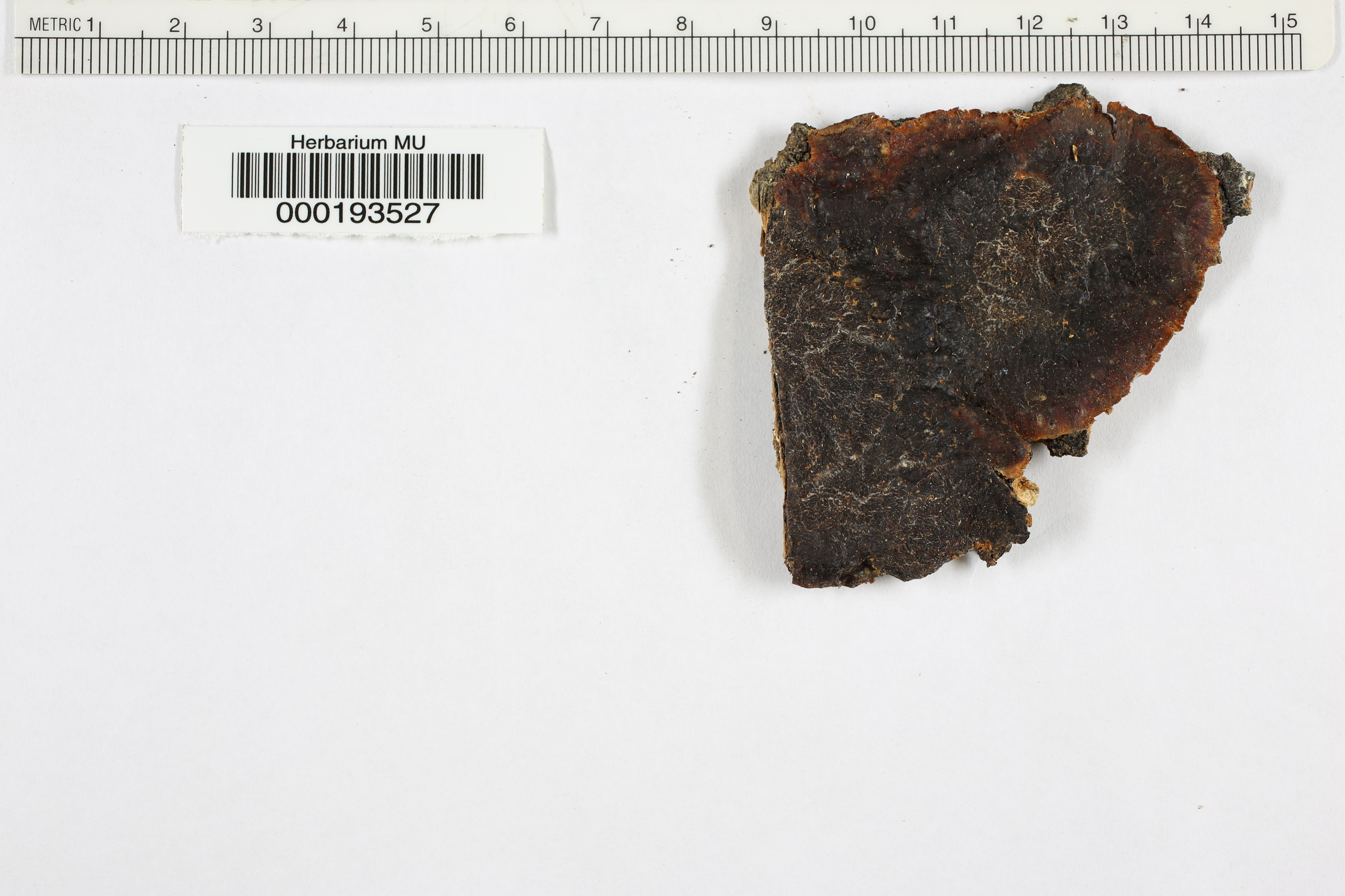Punctularia strigosozonata image