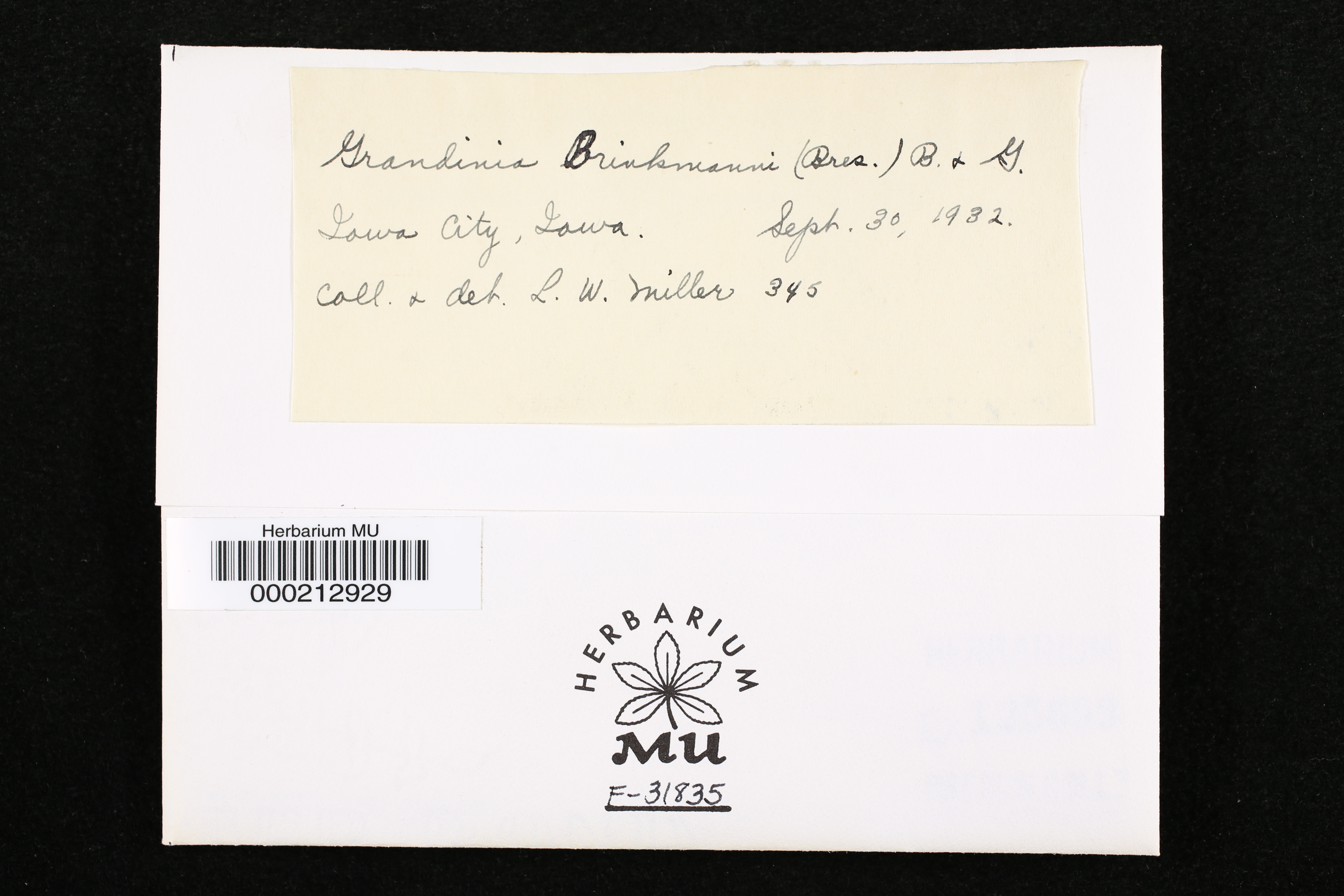 Grandinia brinkmanni image