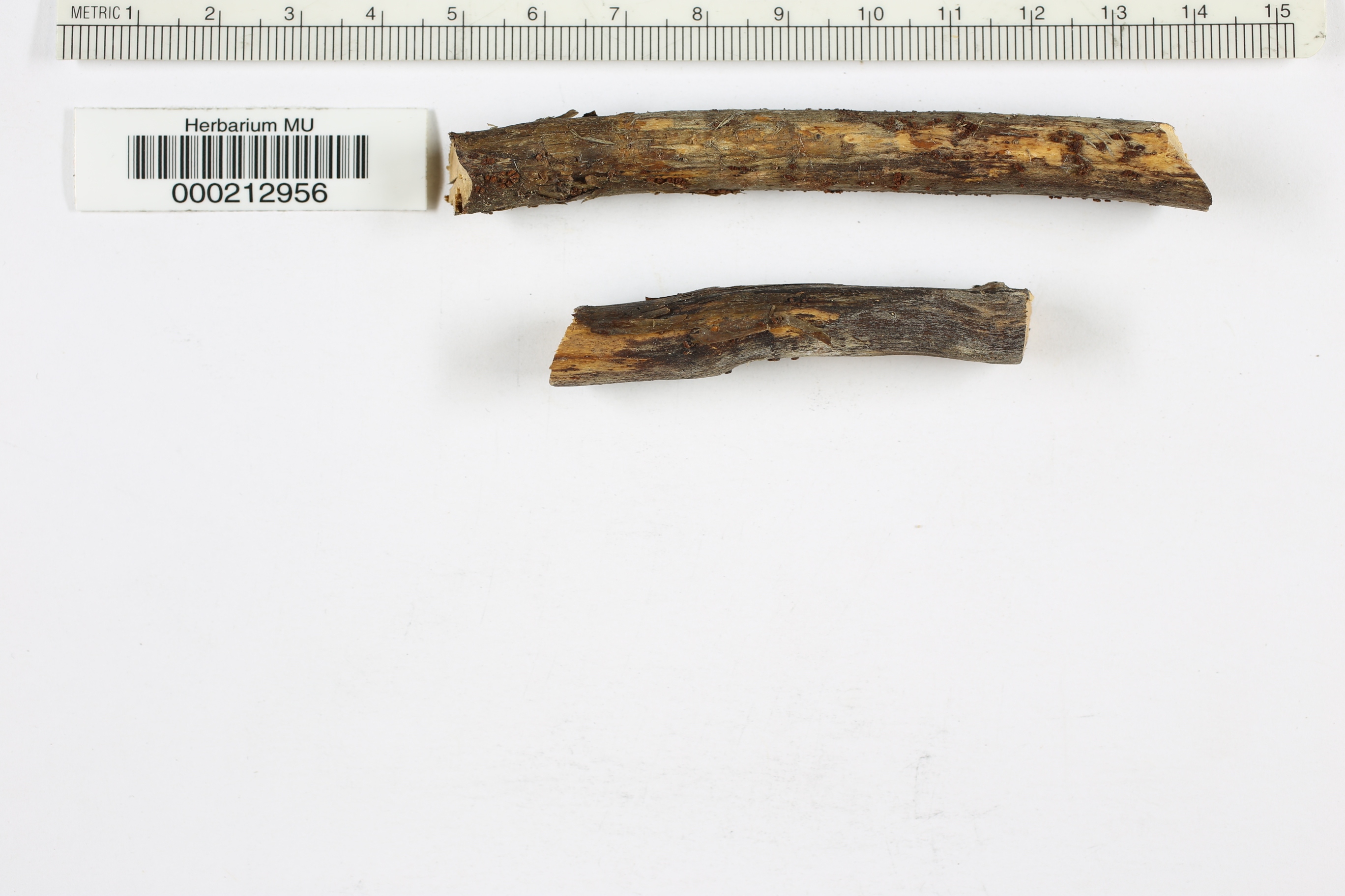 Perrotia flammea image