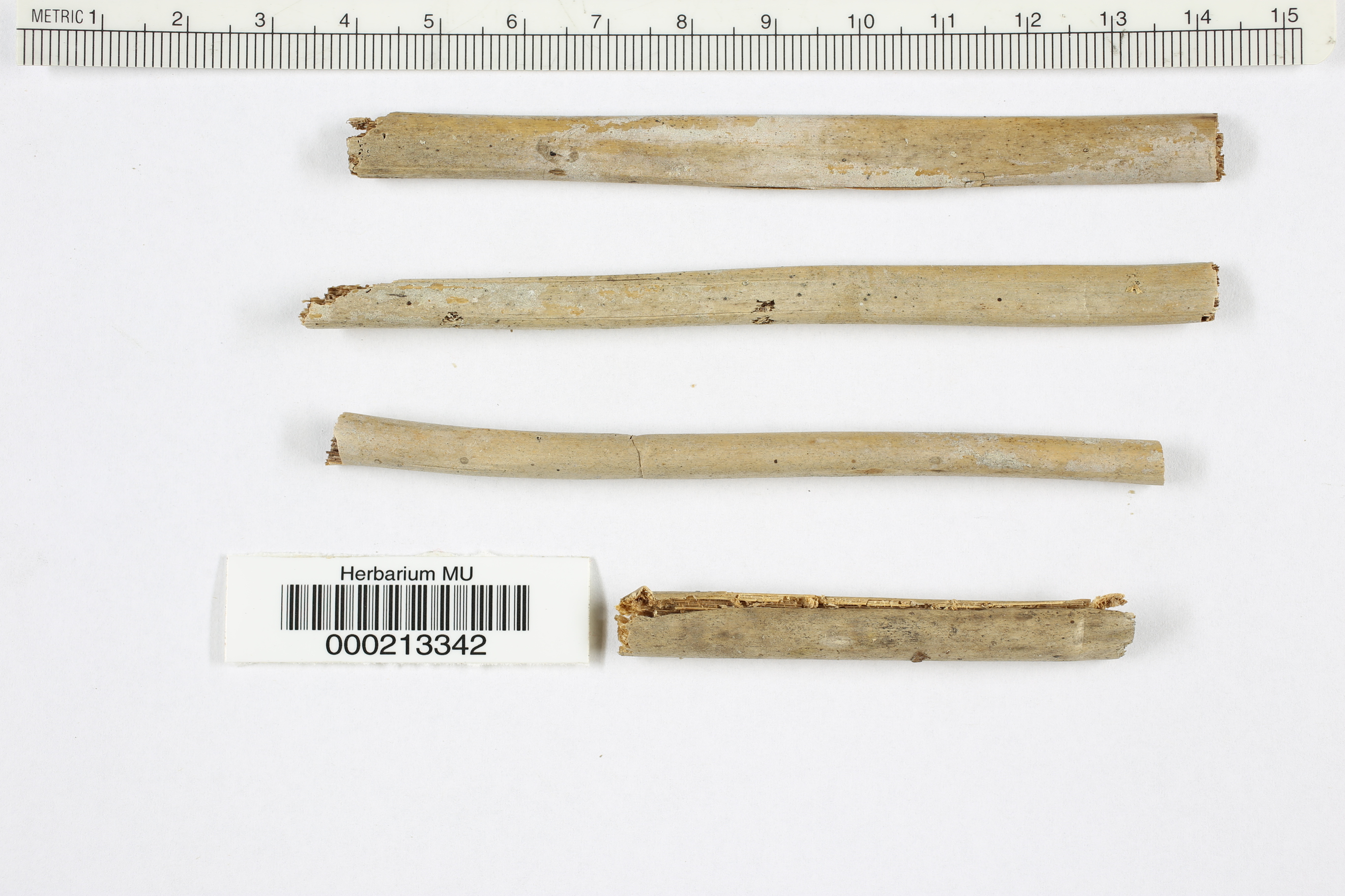 Belonopsis junciseda image
