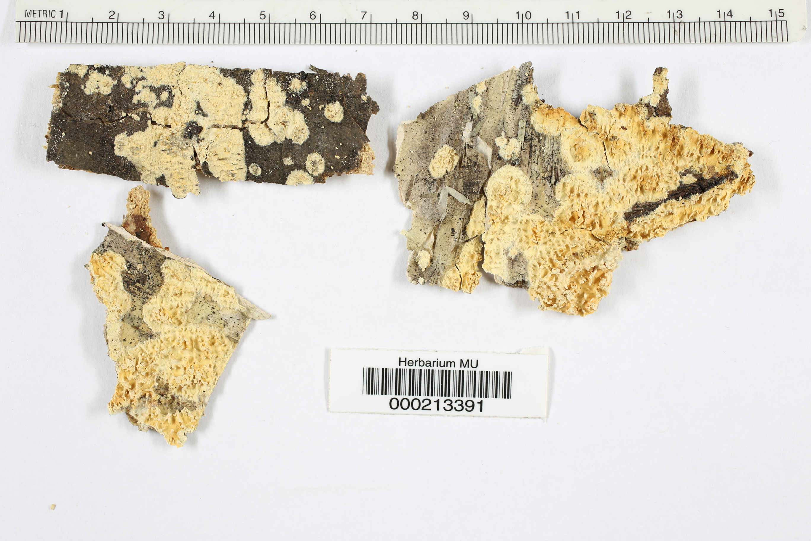 Basidioradulum radula image