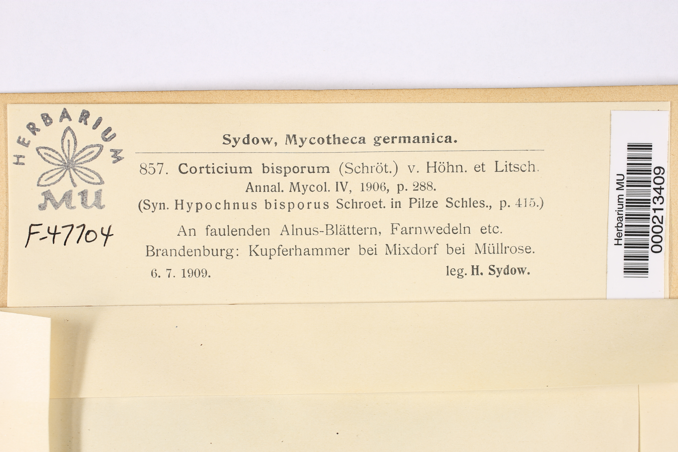 Athelia arachnoidea image