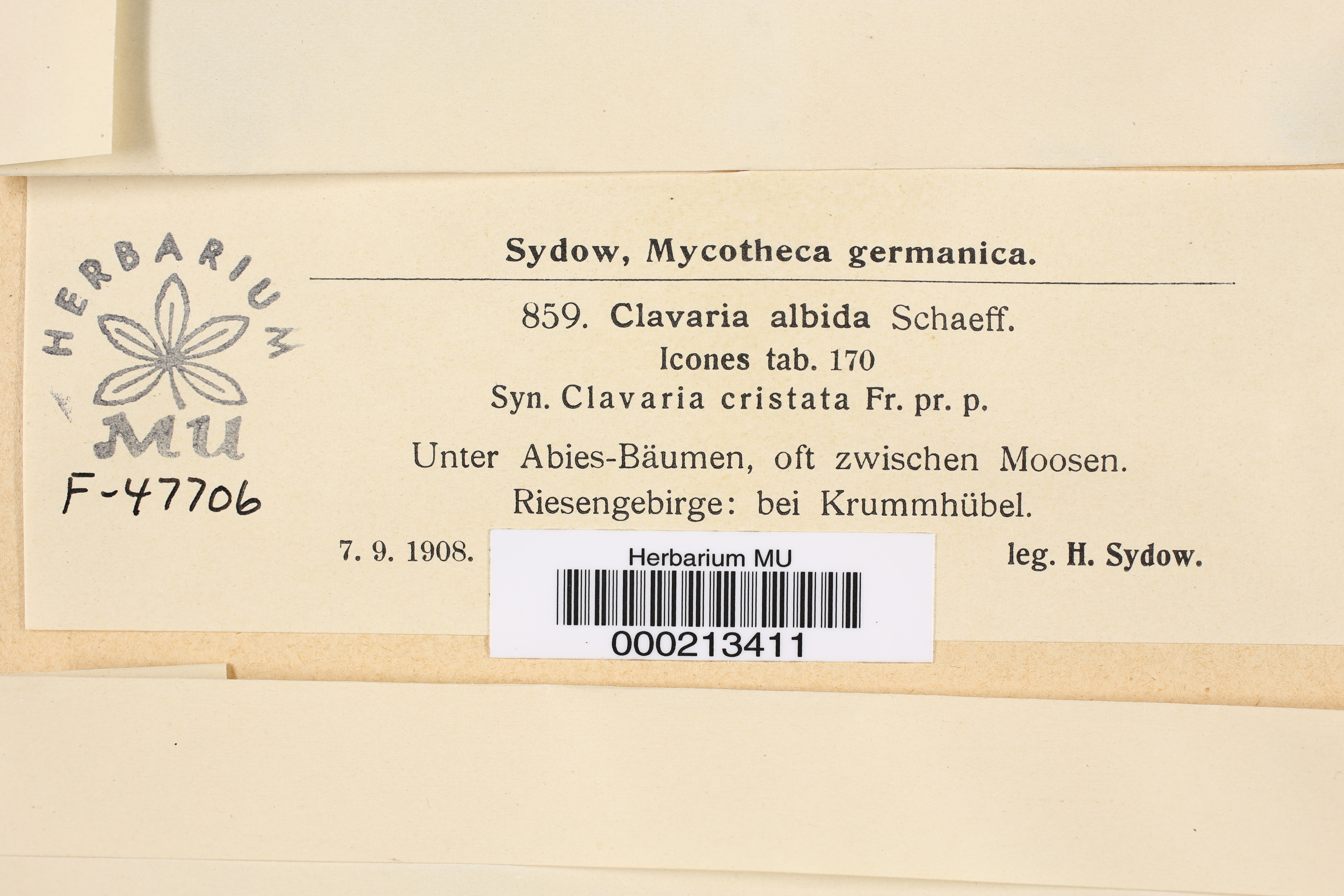 Clavaria albida image