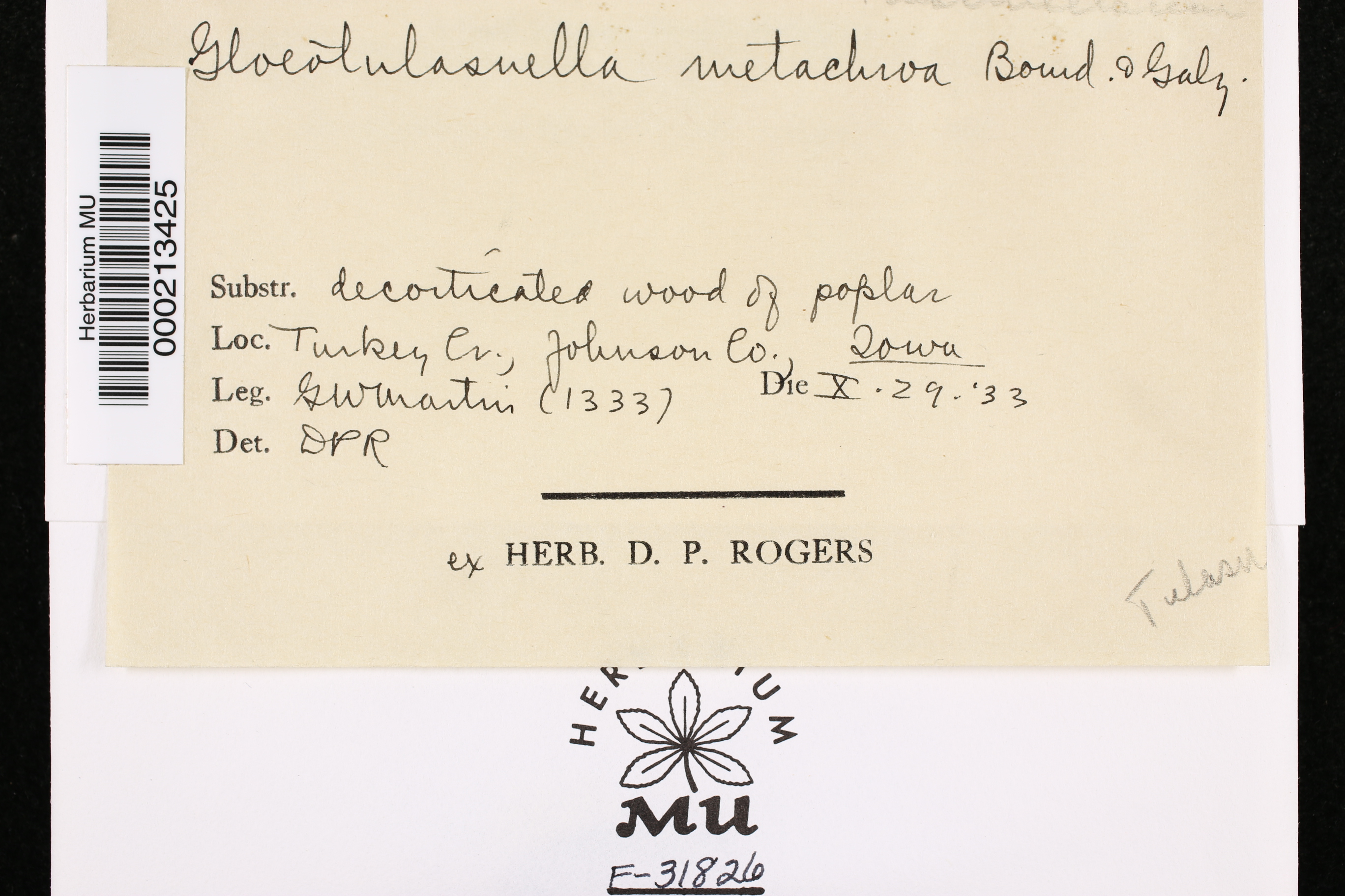 Gloeotulasnella metachroa image
