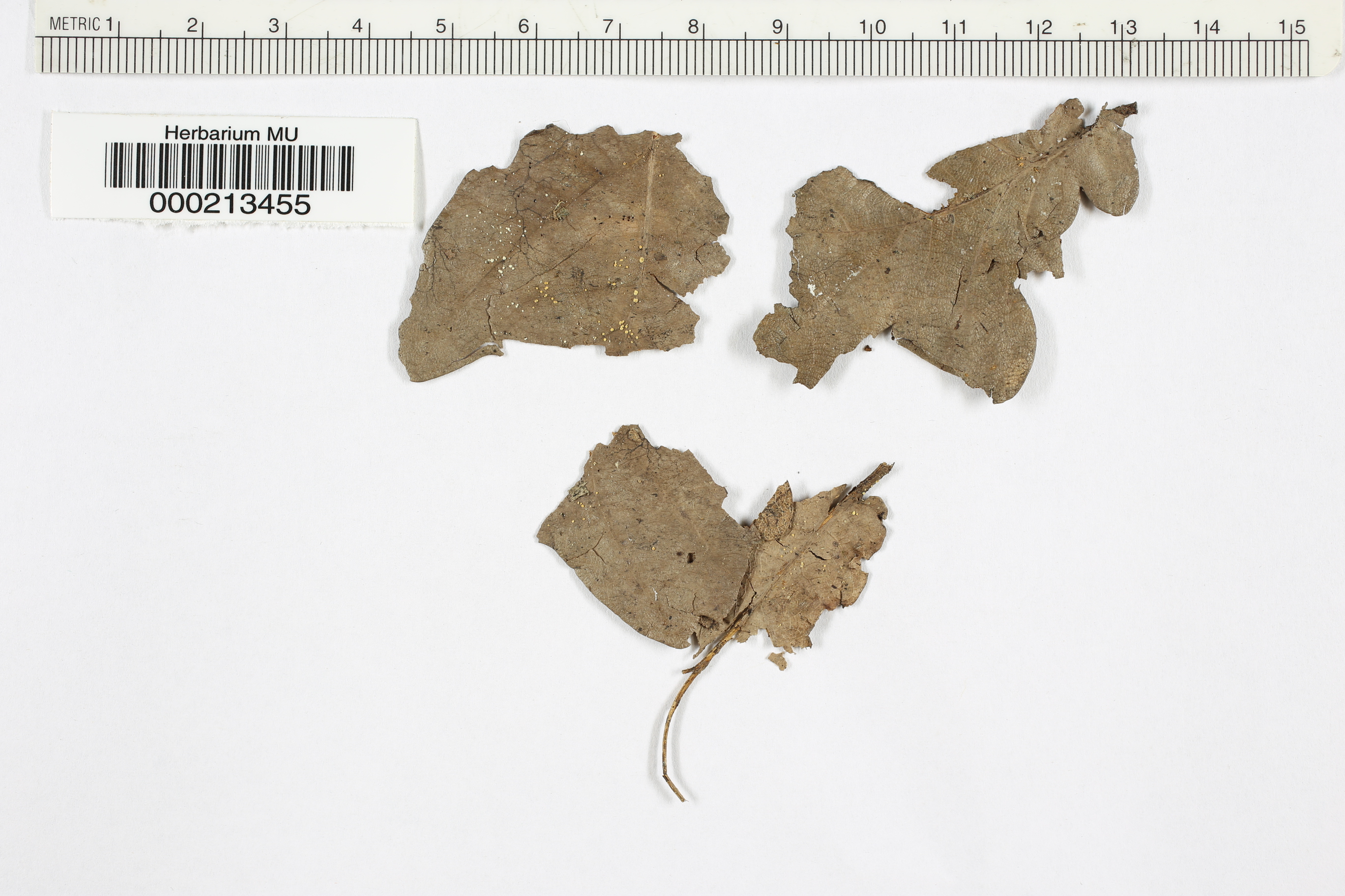 Calycellina leucella image