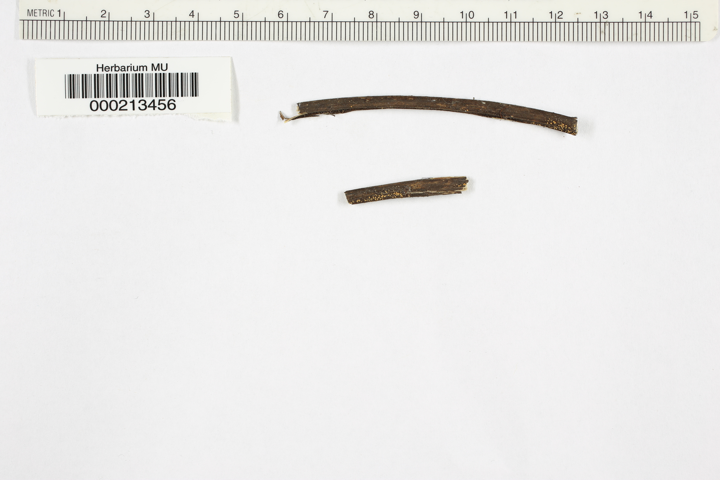 Pezizella vogelii image