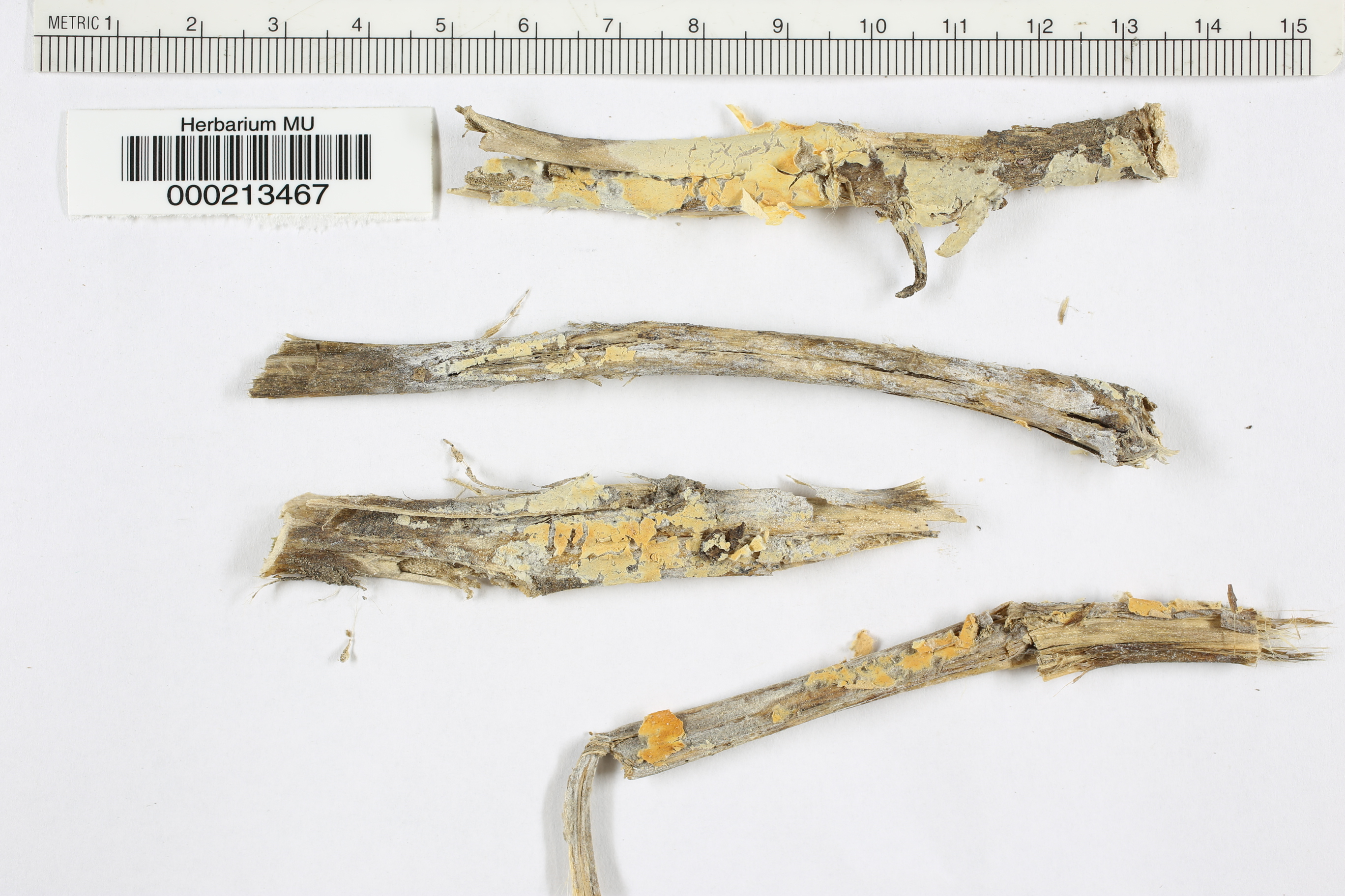 Athelia arachnoidea image