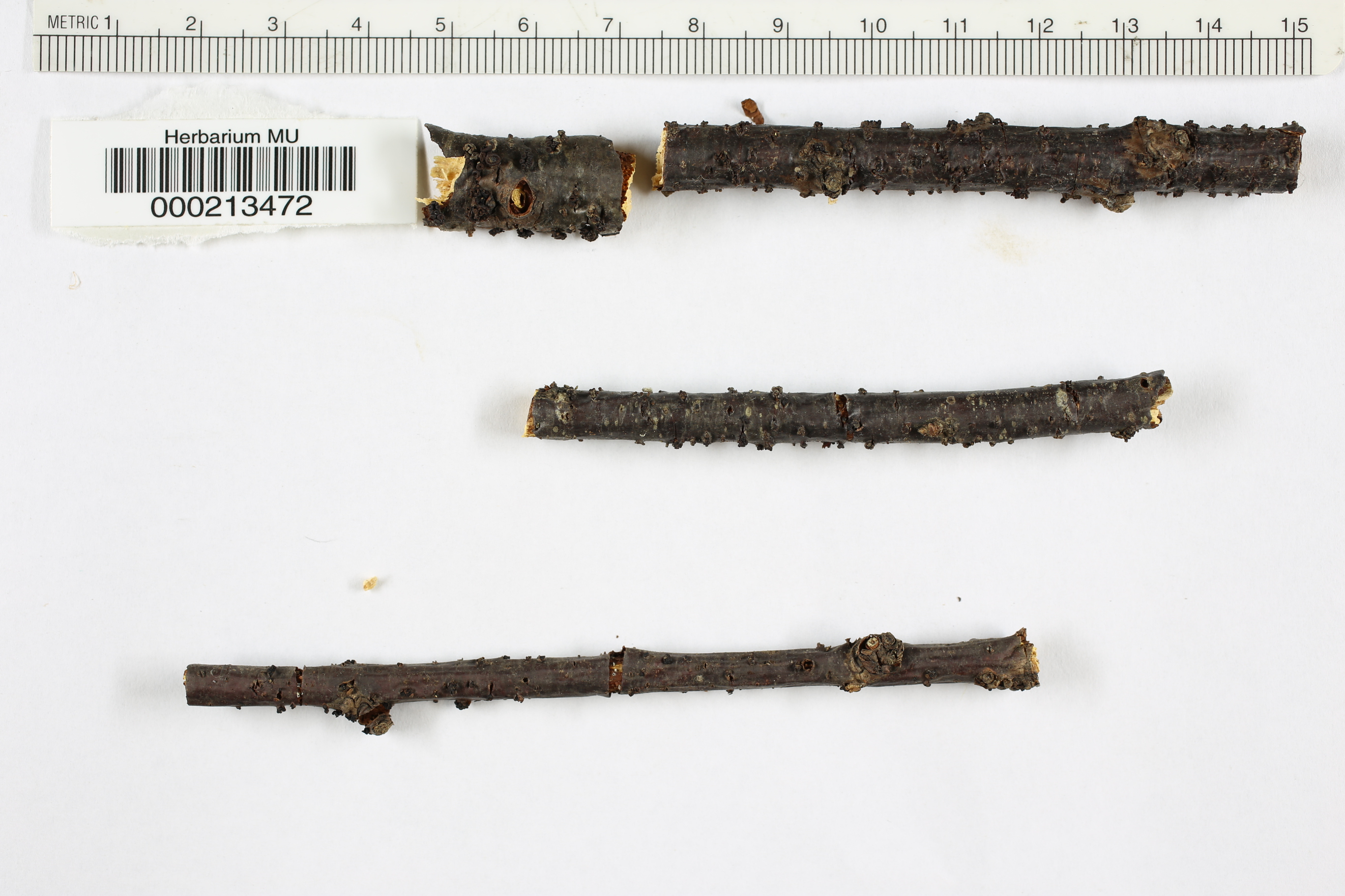 Scleroderris repanda image