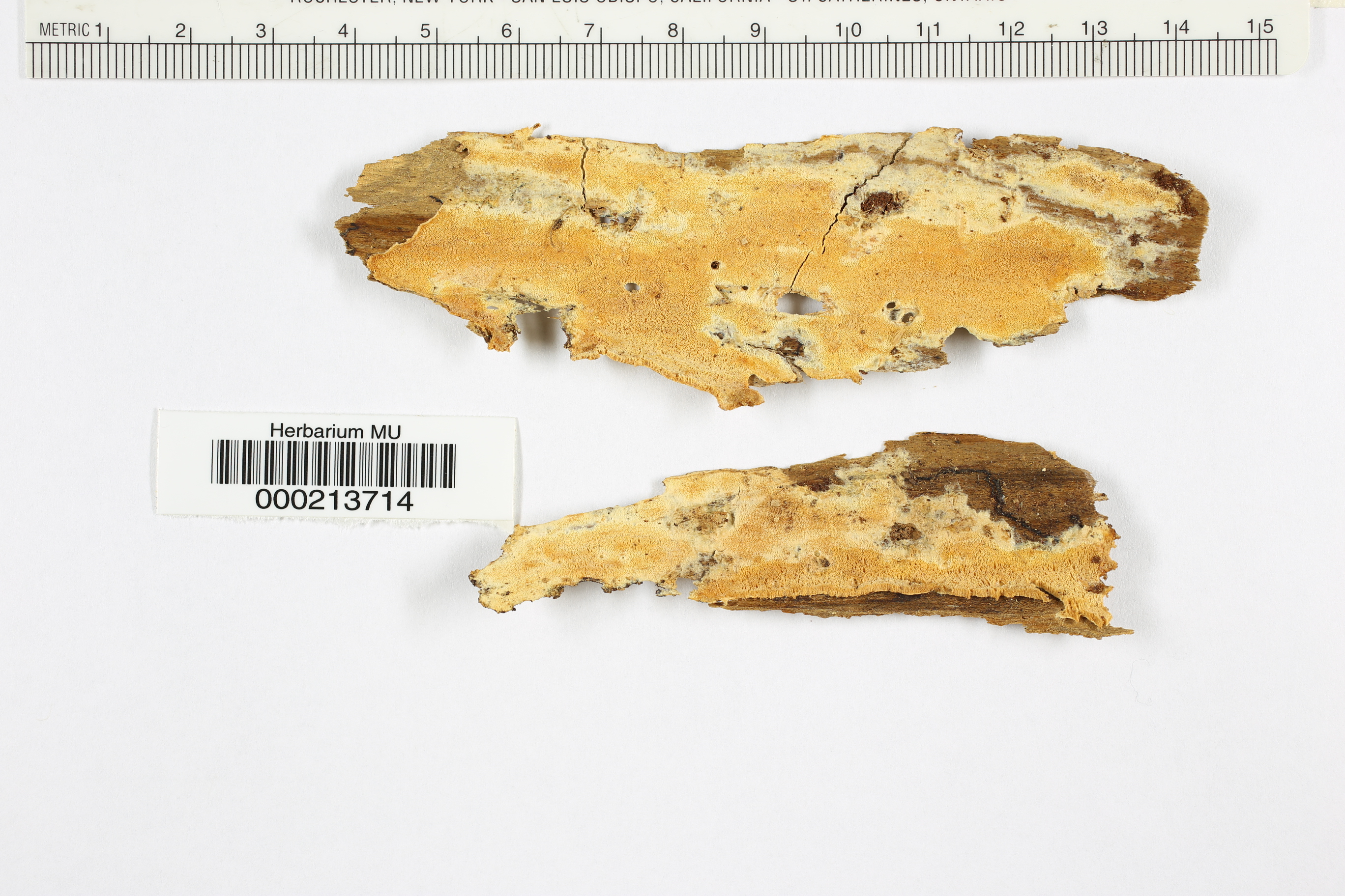 Sidera vulgaris image