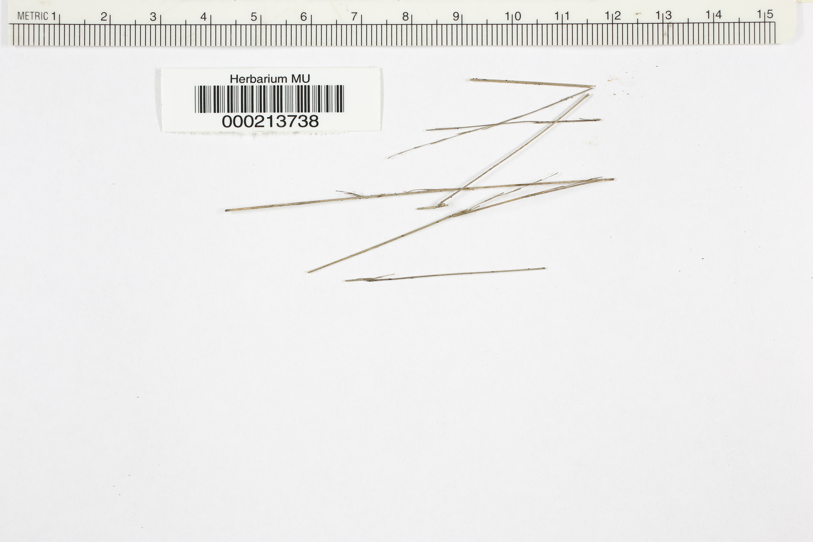 Niptera ellisii image