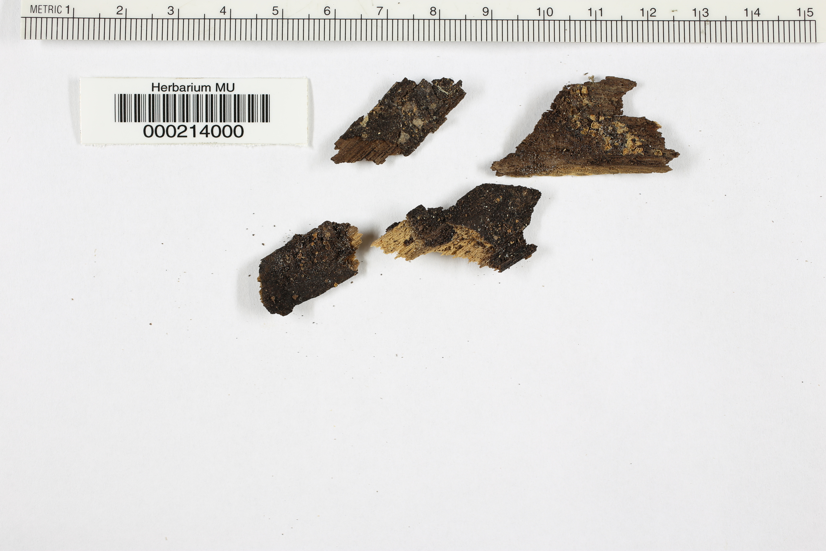 Peziza culcitella image