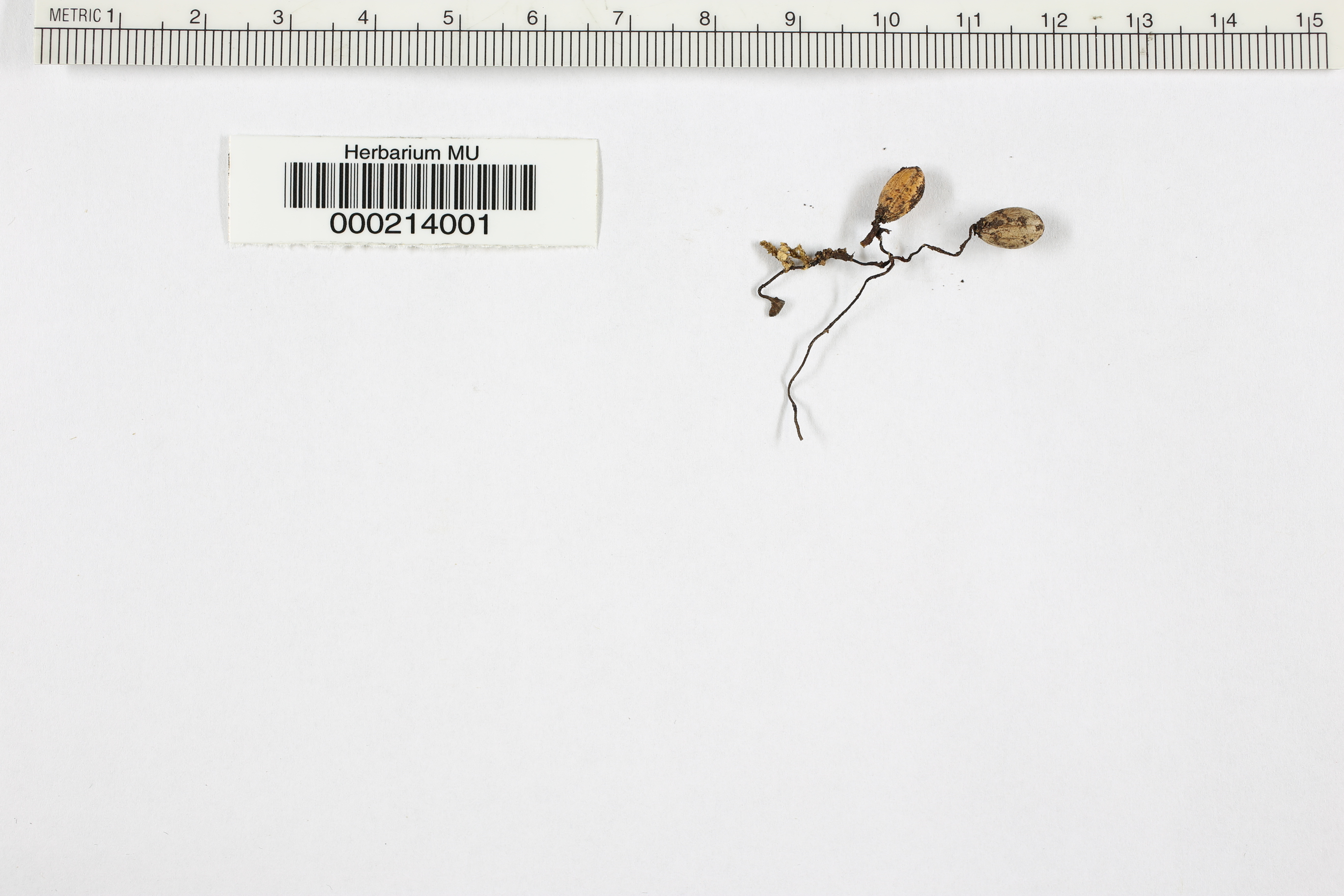 Sclerotinia nyssogena image