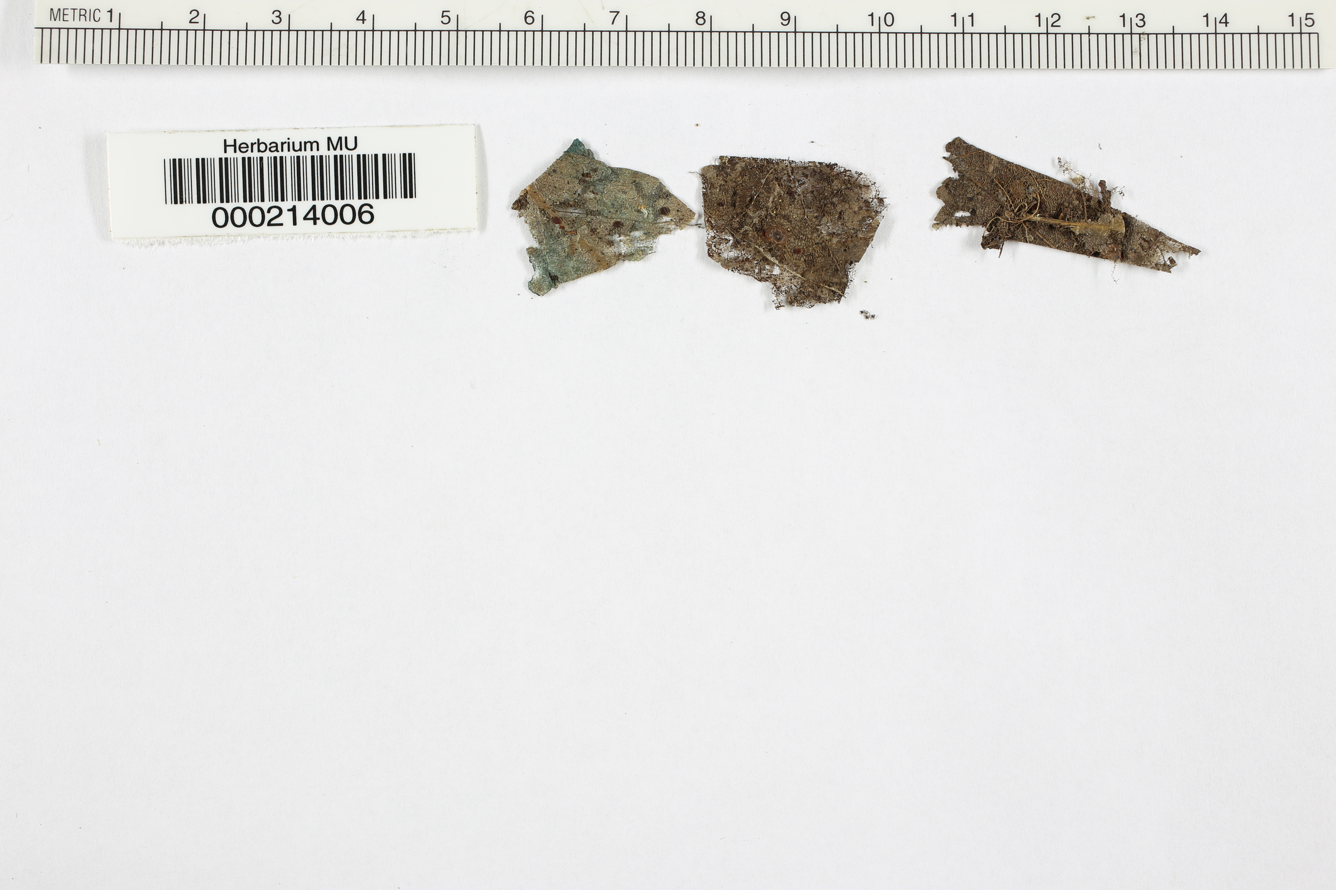 Ombrophila subaurea image