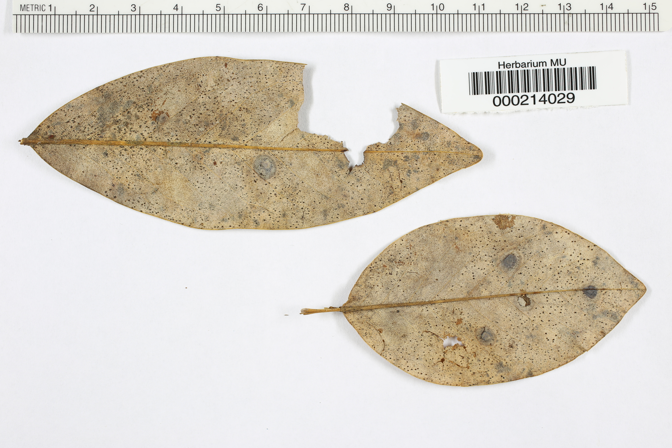 Peziza protrusa image