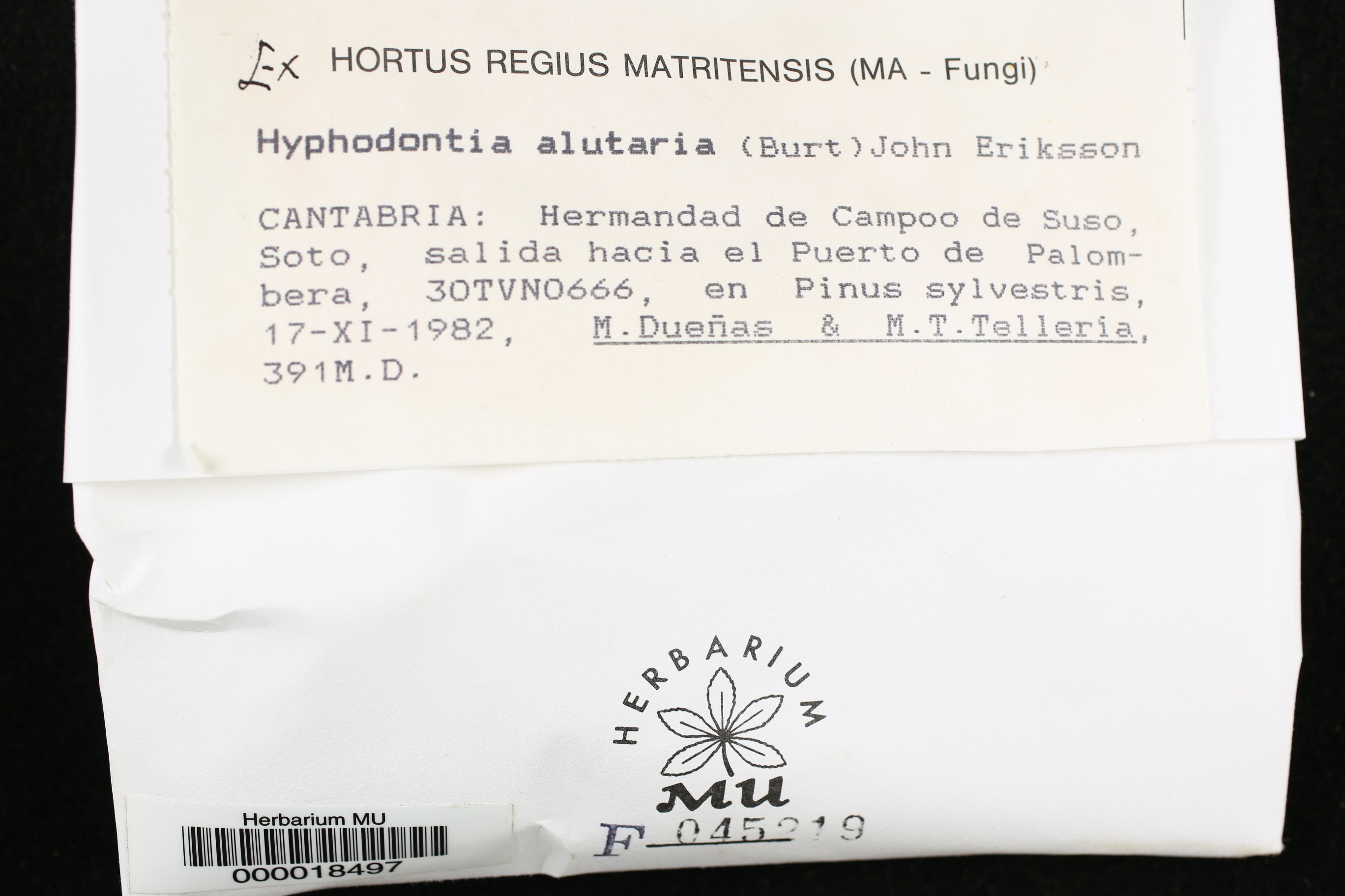 Hyphodontia alutaria image